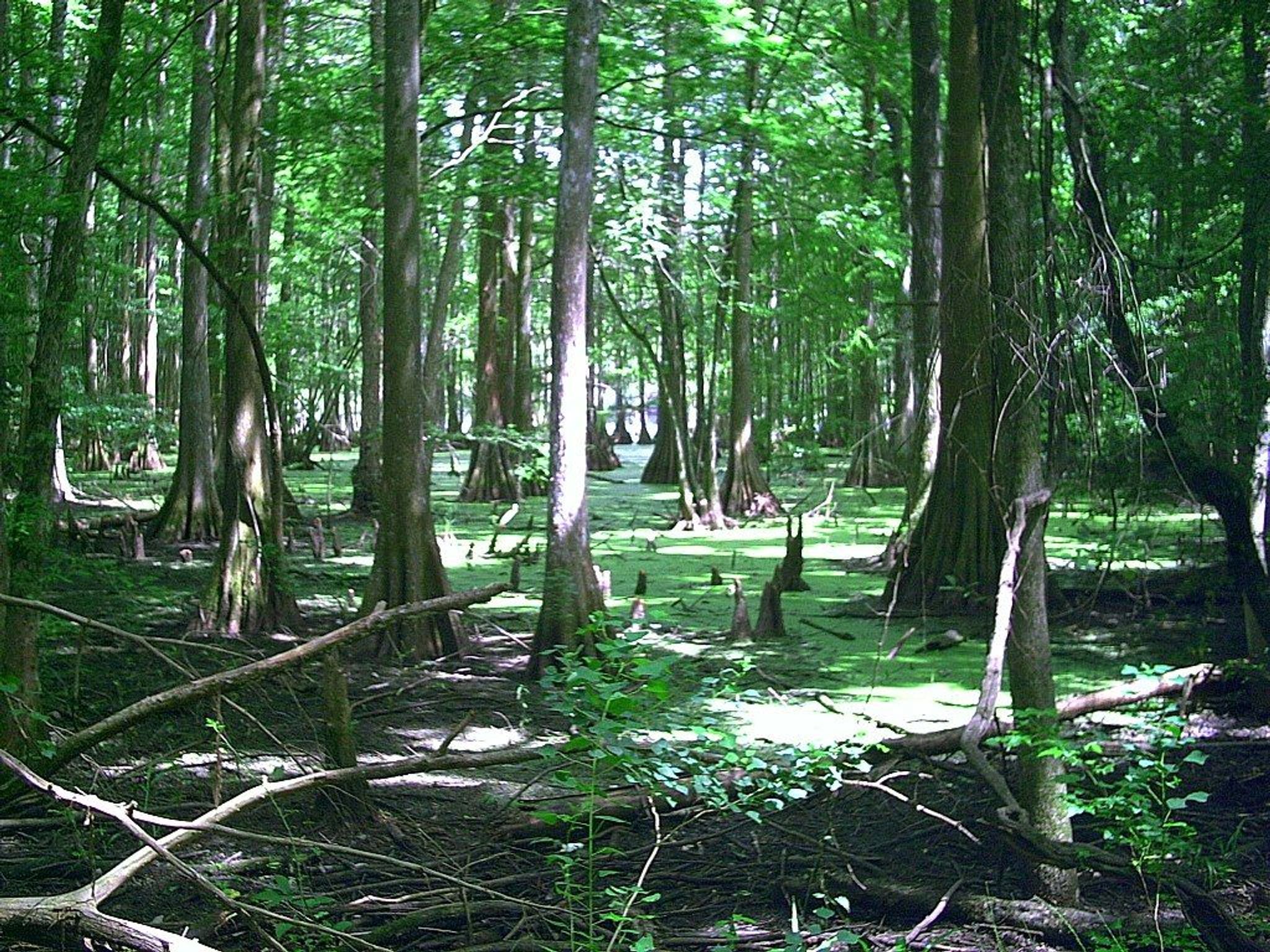 Chicot State Park. Photo by Richard Byrd/wiki.