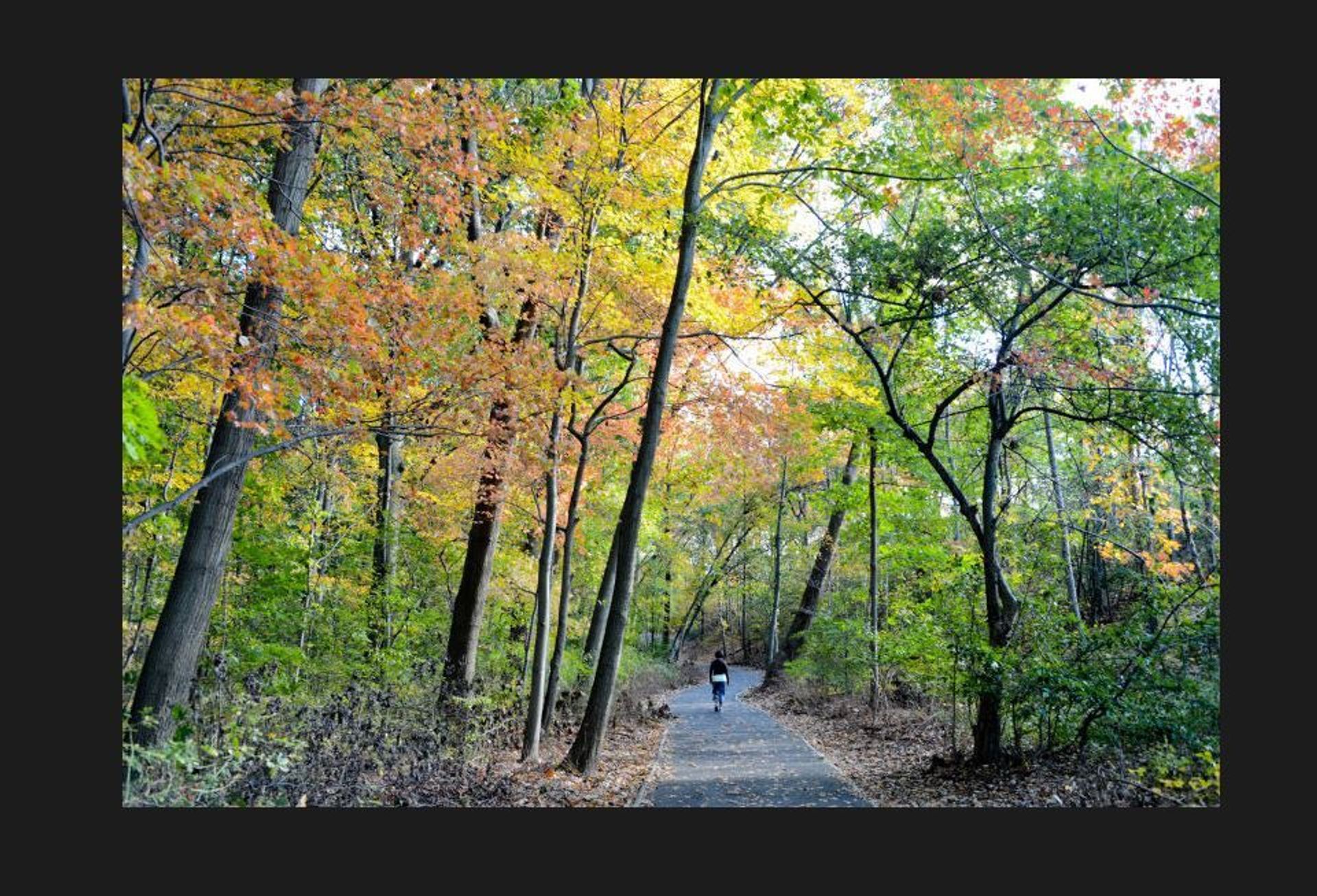 Fall foliage at Cunningham Park. Photo by NYC Parks.