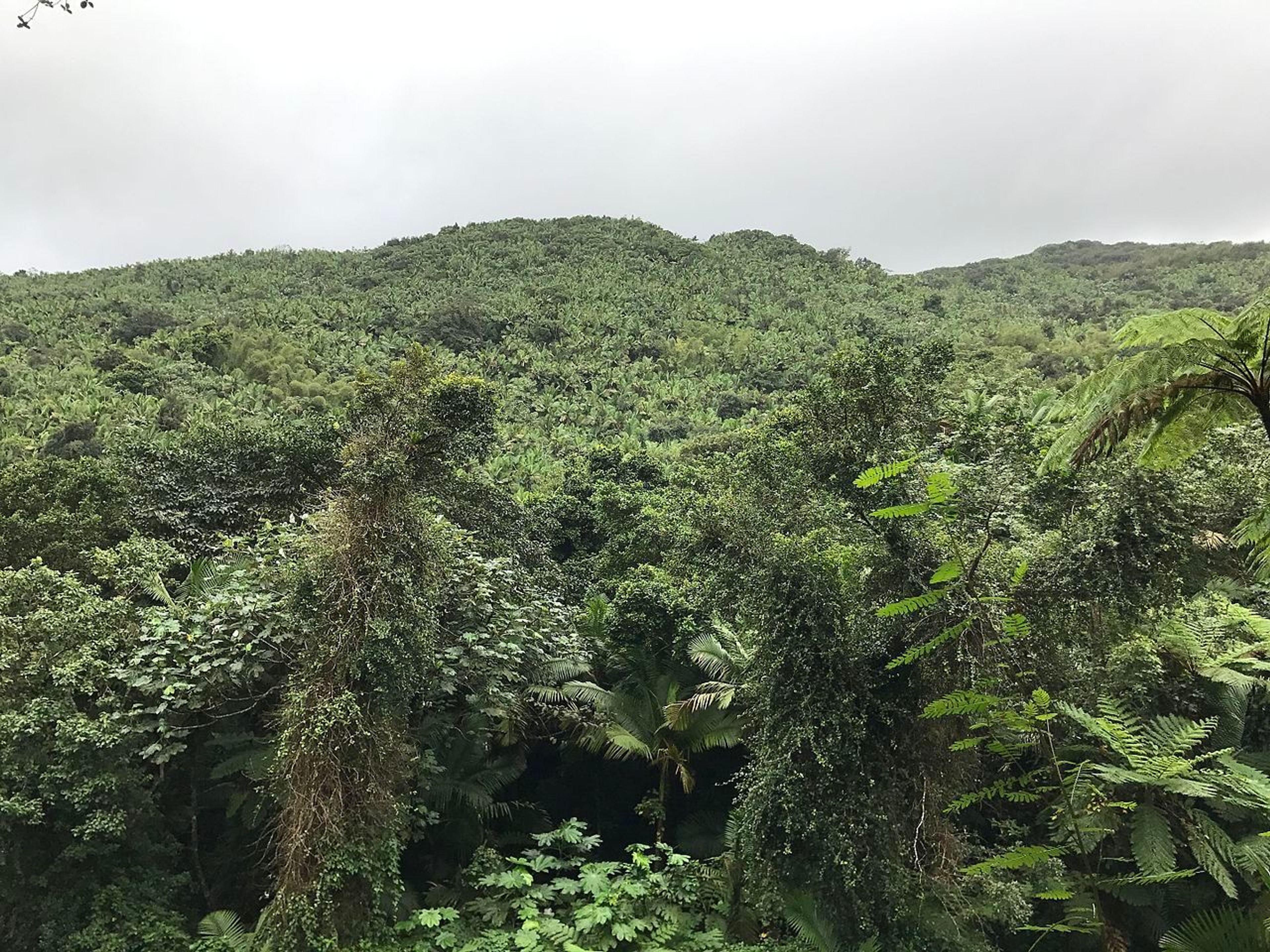 El Yunque Rain Forest. Photo by Sajyasingh.