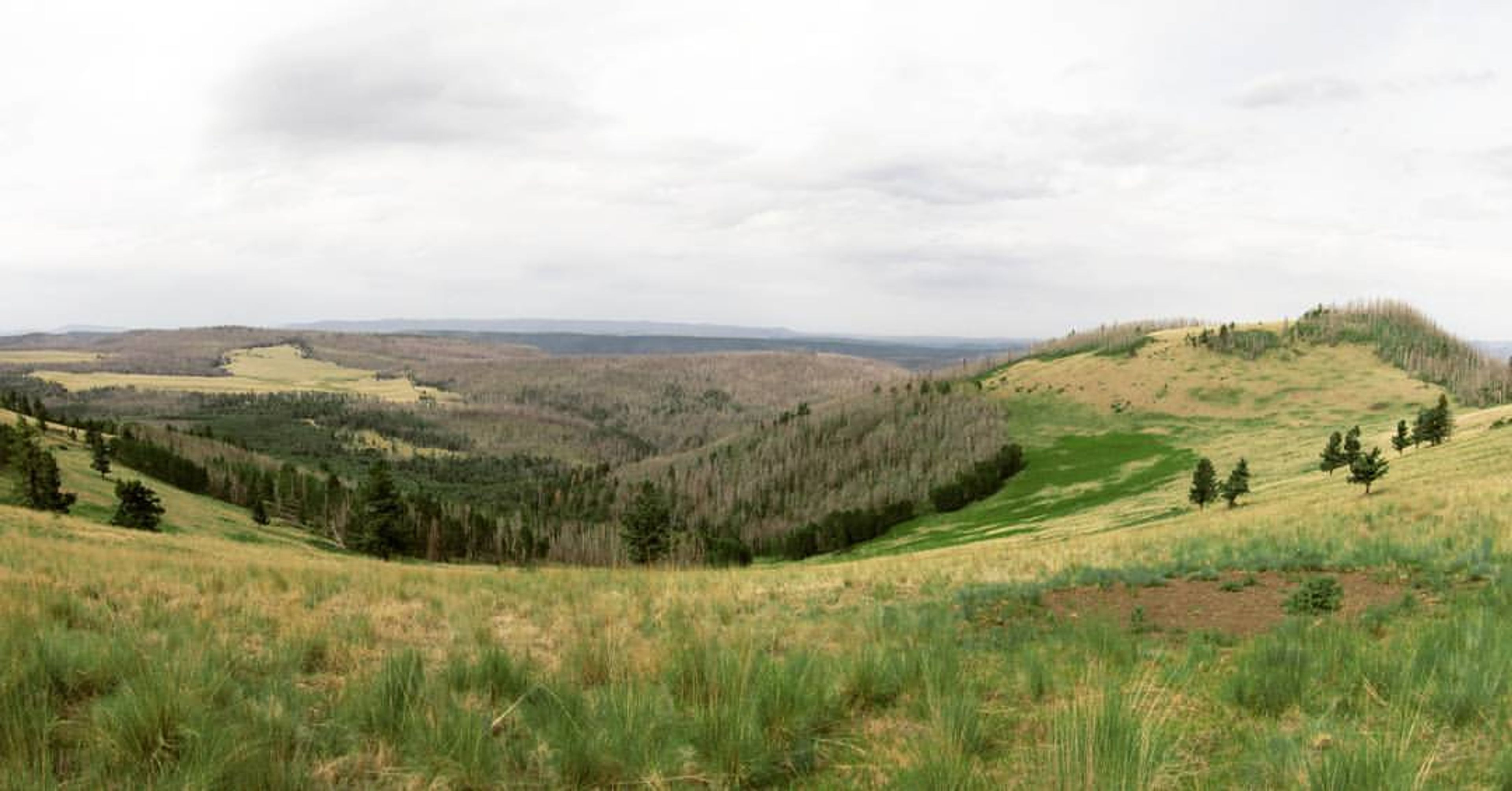 Escudilla Mountain, Apache-Sitgreaves National Forest. Photo by Chris Morris.