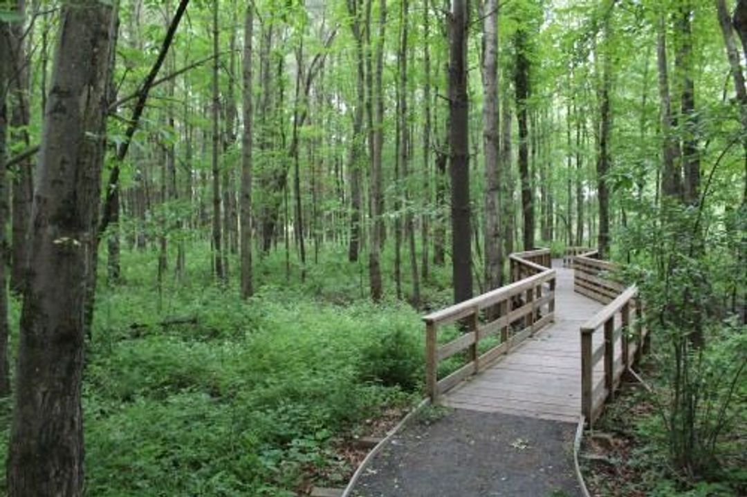 Forested section of the trail