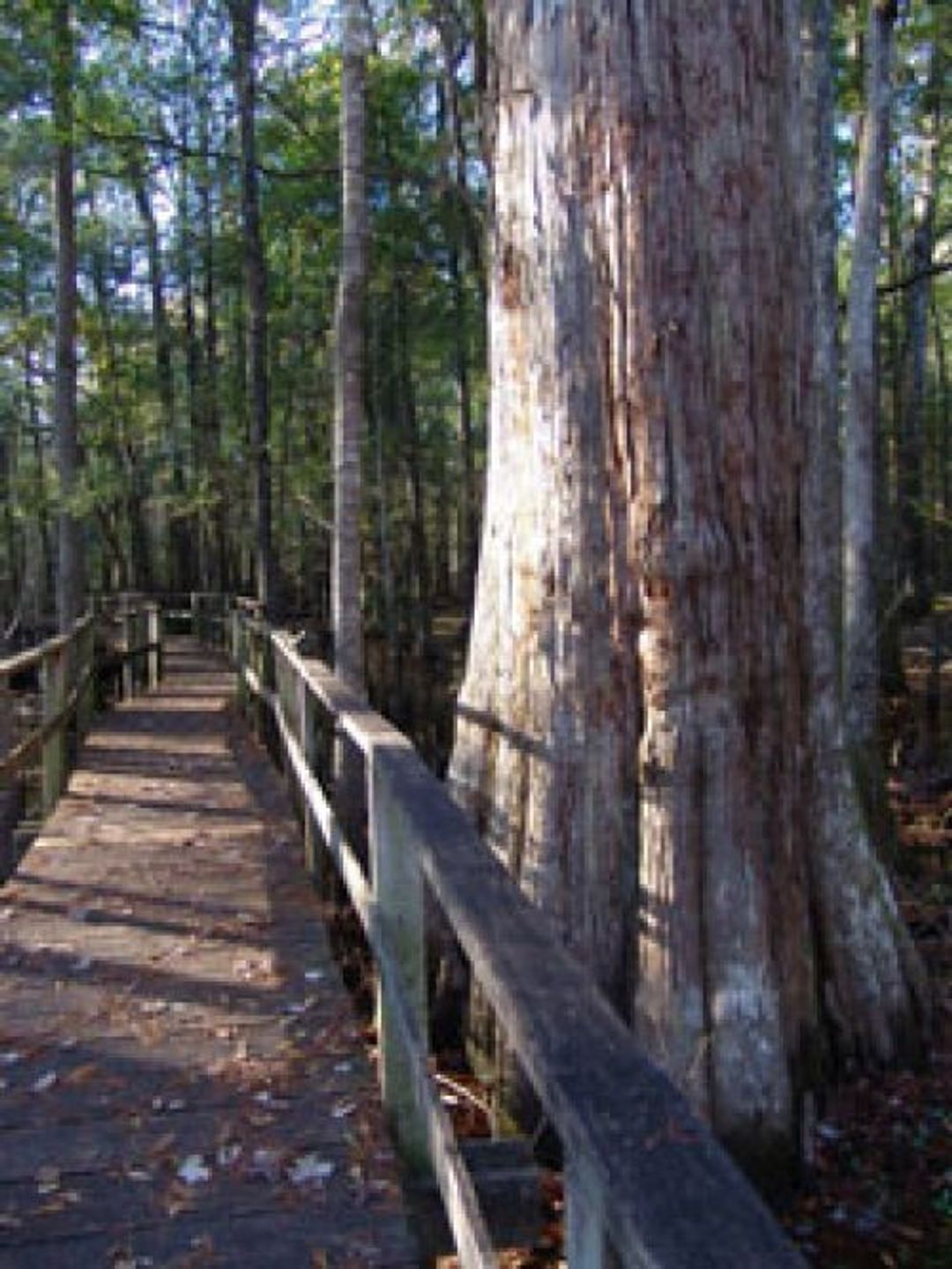 FRANCIS BEIDLER FOREST FOUR HOLES SWAMP TRAIL