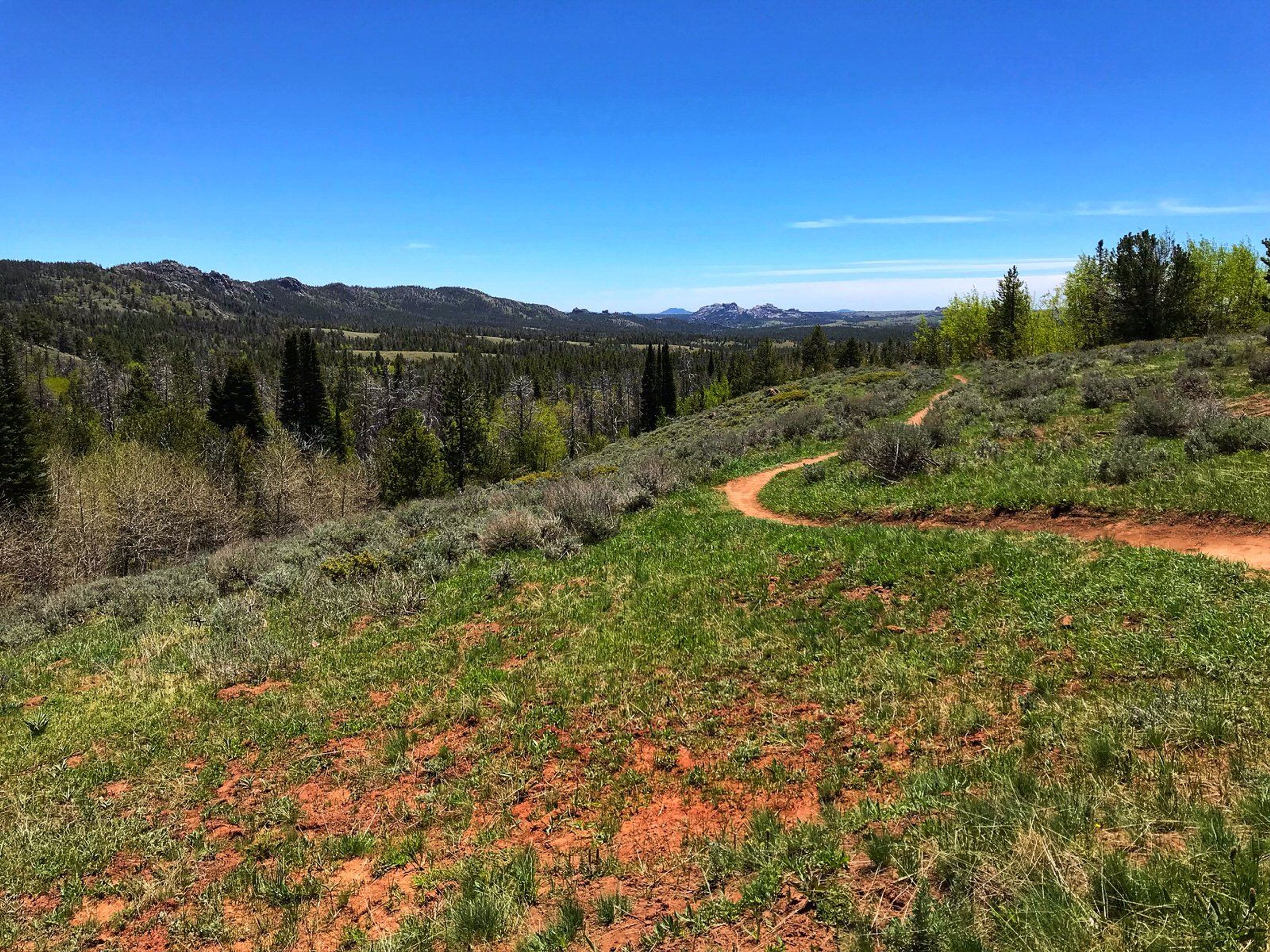 On the trail looking south. Photo by Pam Riches.