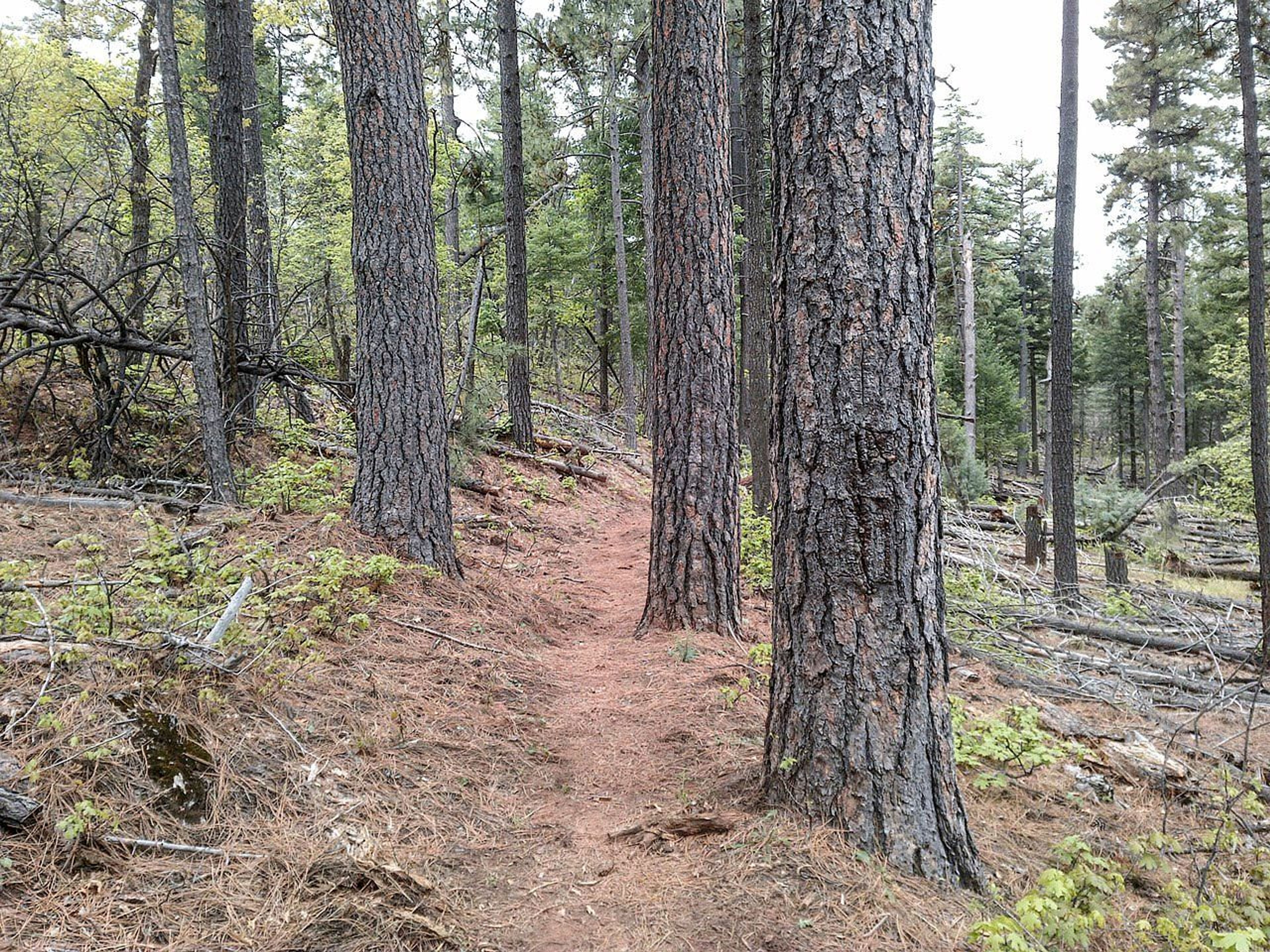 Highline Trail, Payson, Arizona. Photo by davidpinter/wiki.