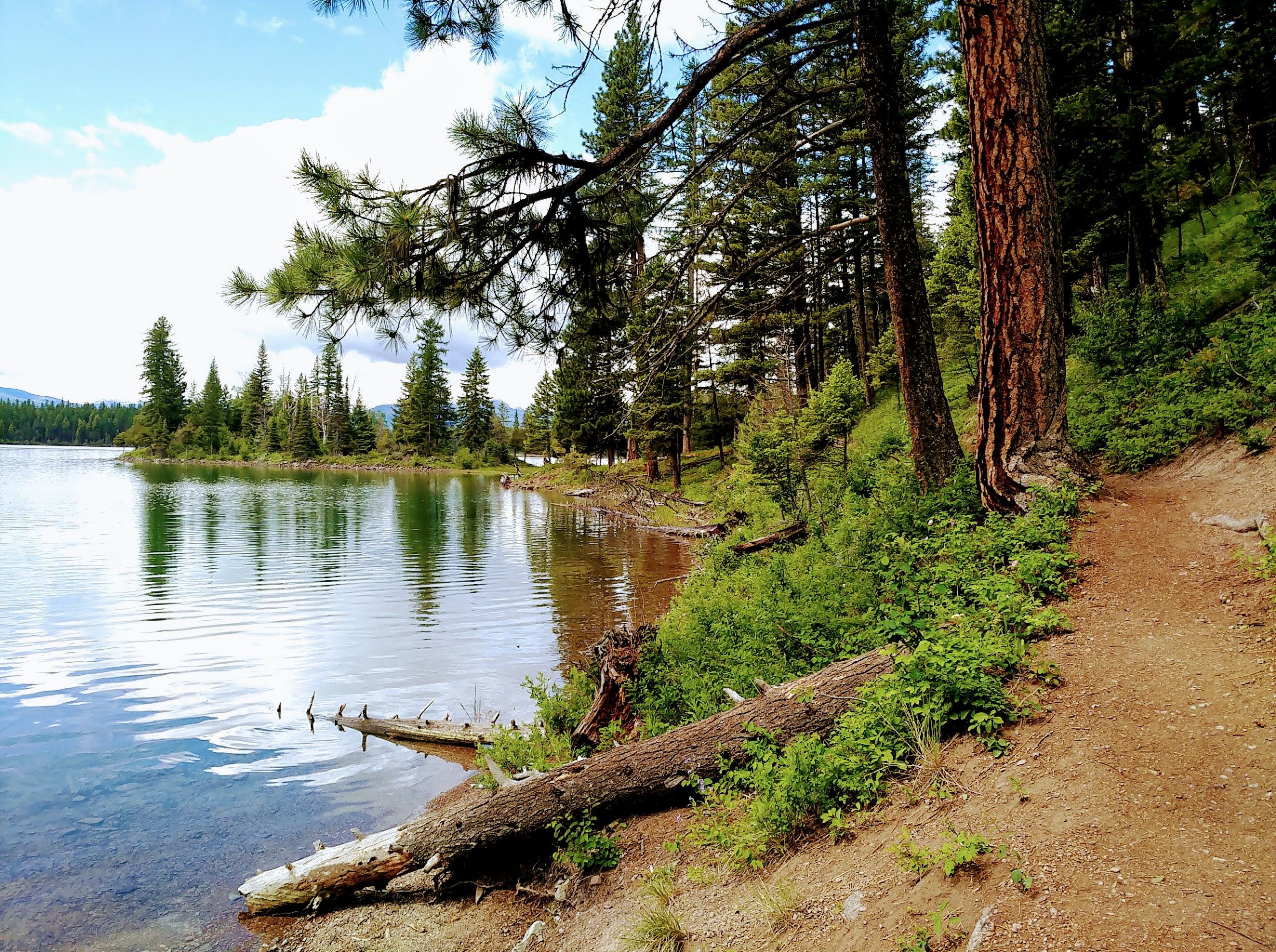 Holland Lake trail side. Photo by Kasie Haack.