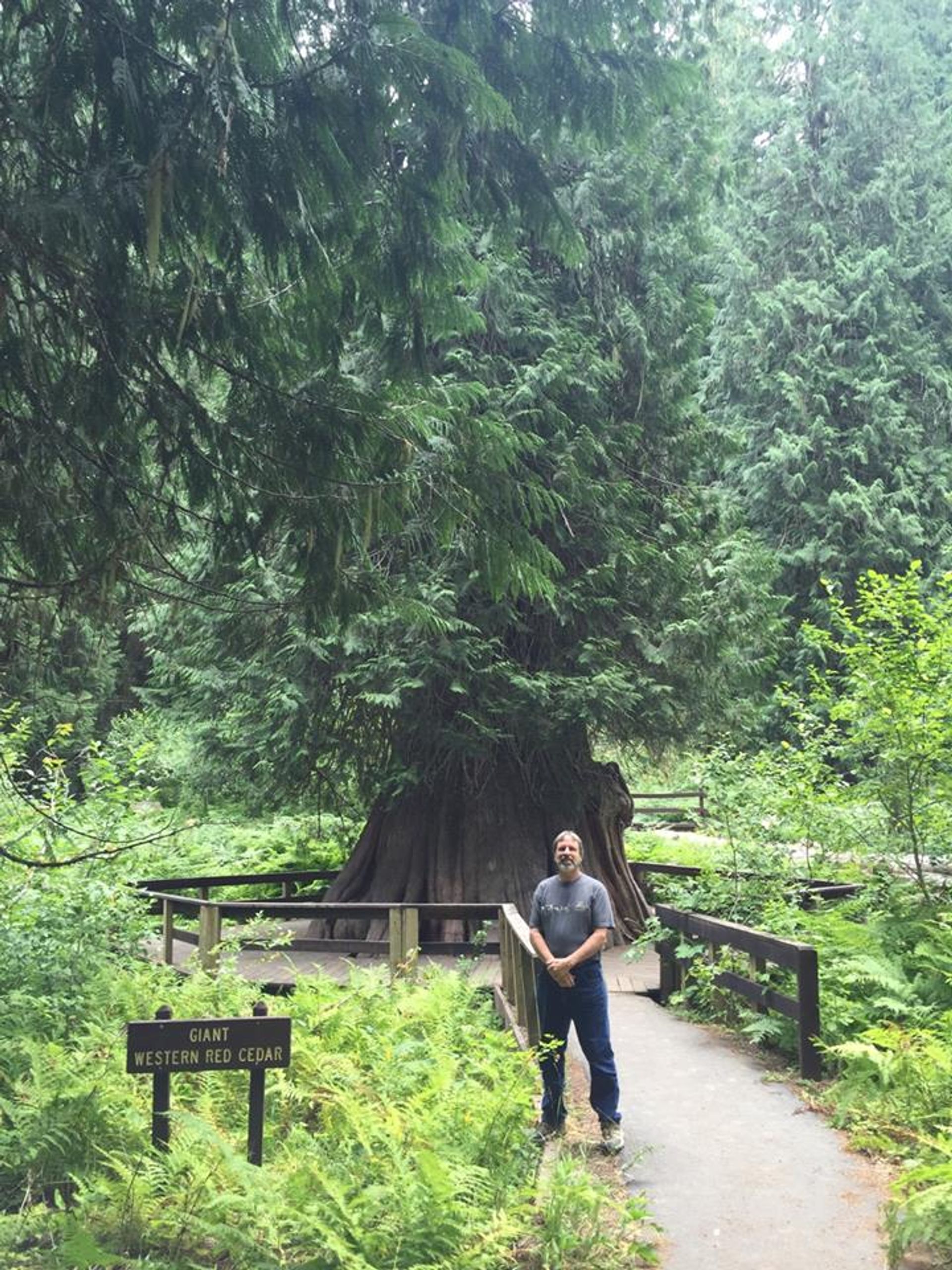 The Champion Tree of Idaho. Photo by USFS.