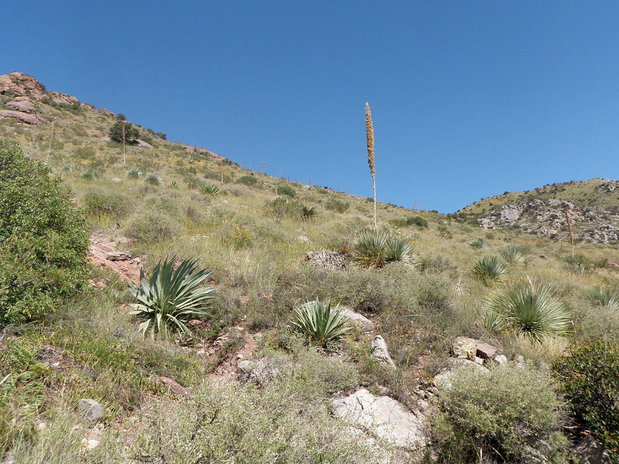 Semidesert grassland, Coronado National Memorial. Photo by Semidesert3.