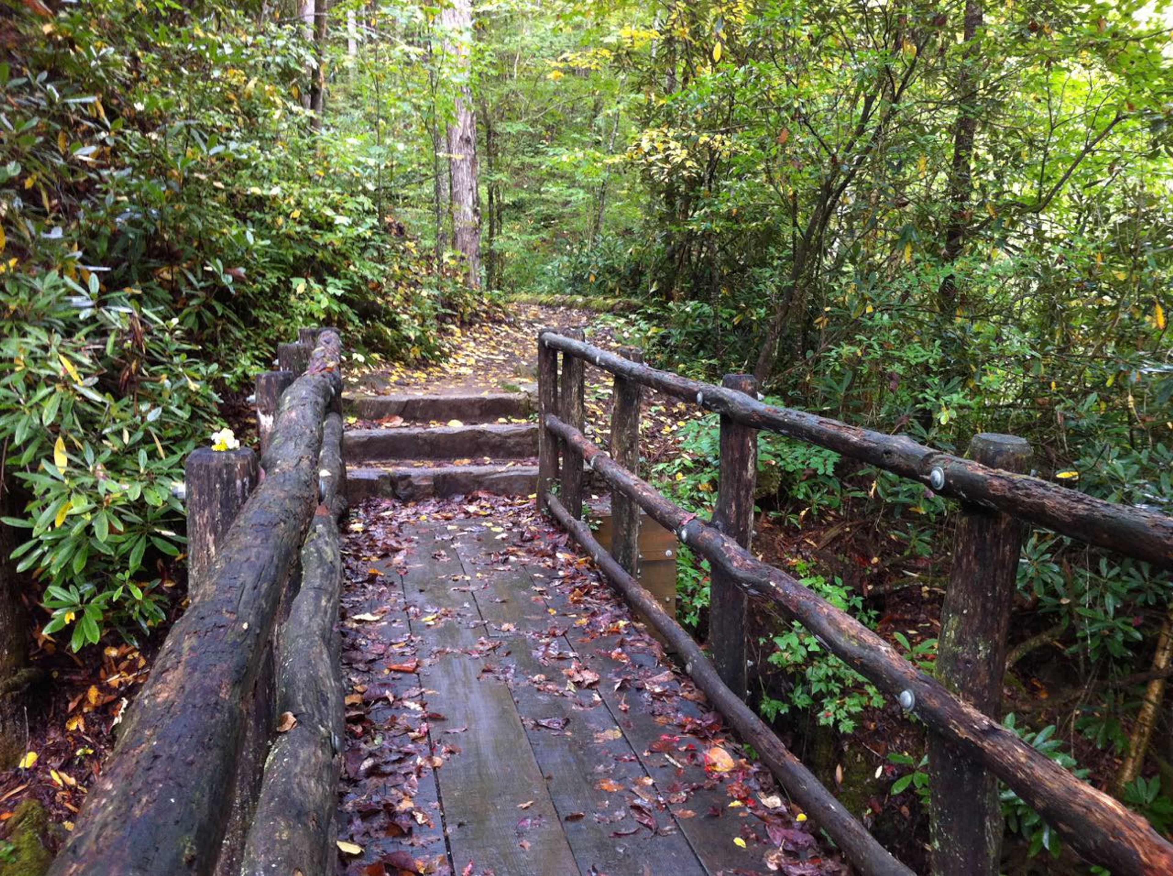 Bridge crossing on the Joyce Kilmer Memorial Loop trail. Photo by Donna Kridelbaugh.