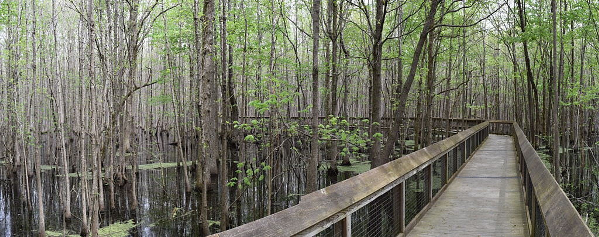 Boardwalk through headwaterswamp. Photo by Fredlyfish4 wiki.