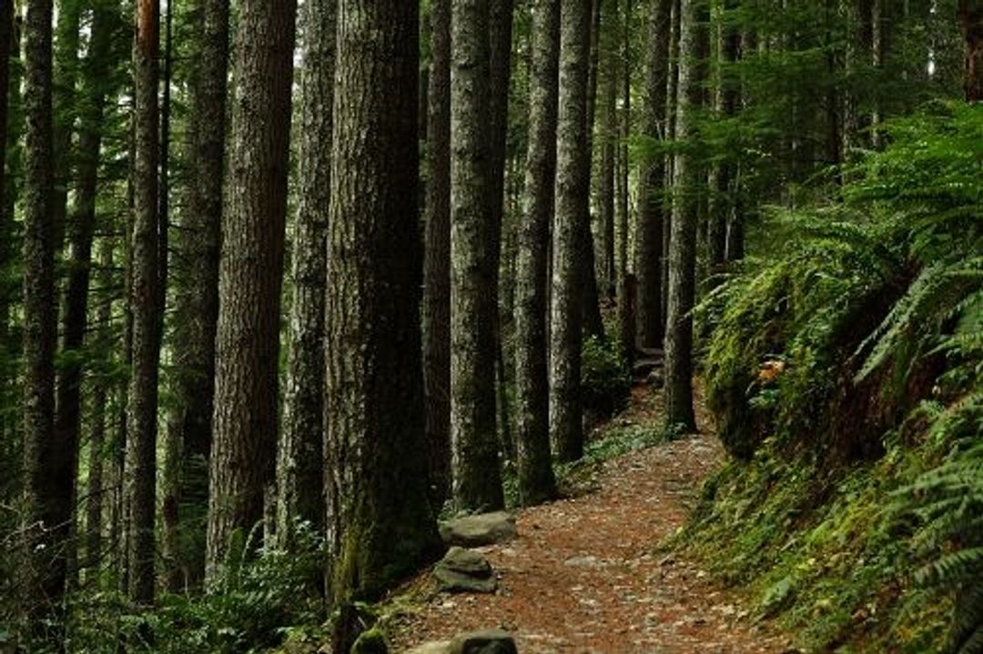 A lush forest surrounds the Mount Si Trail