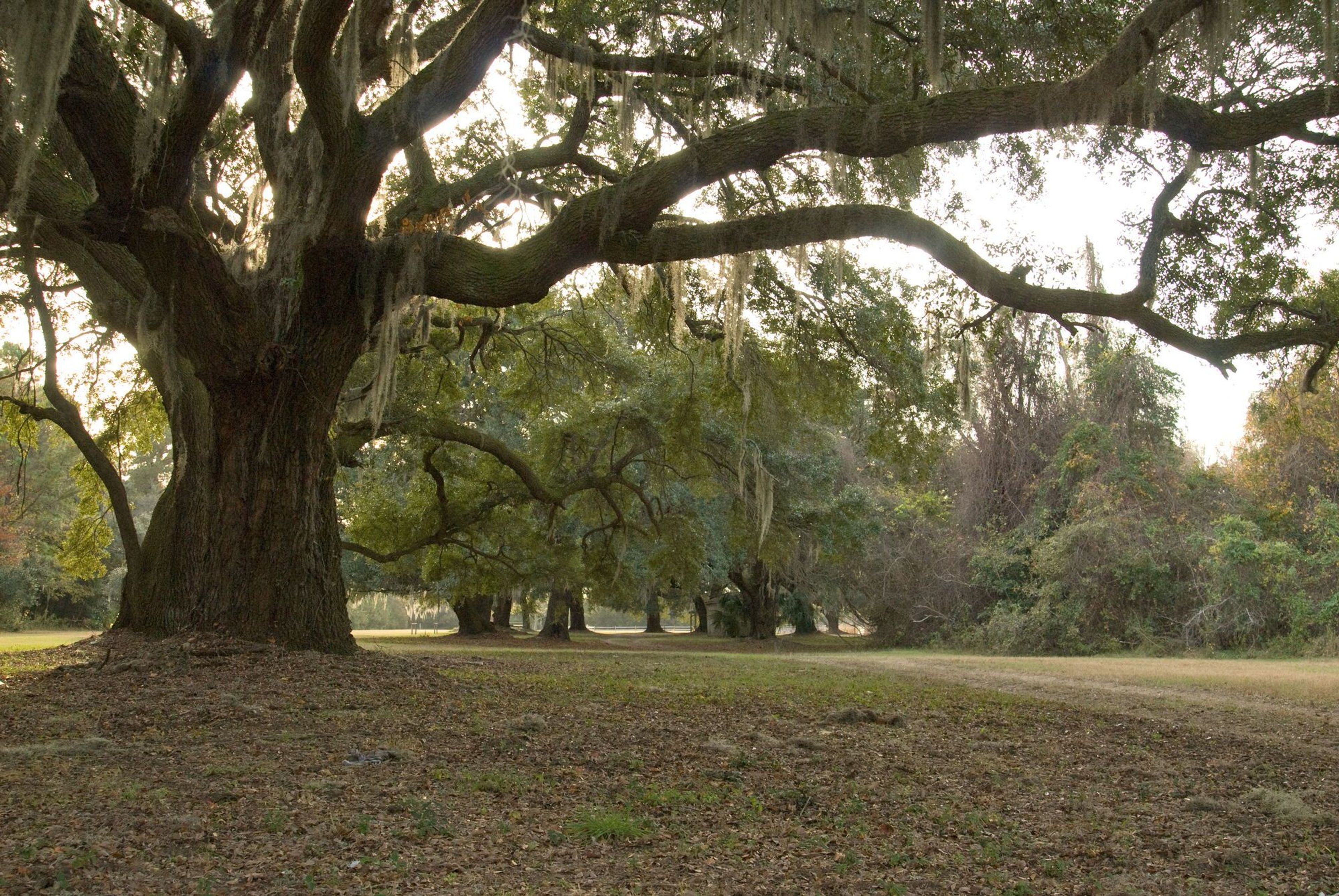 Johns Island County Park (previously Mullet Hall). Photo by Charleston County Park & Rec.