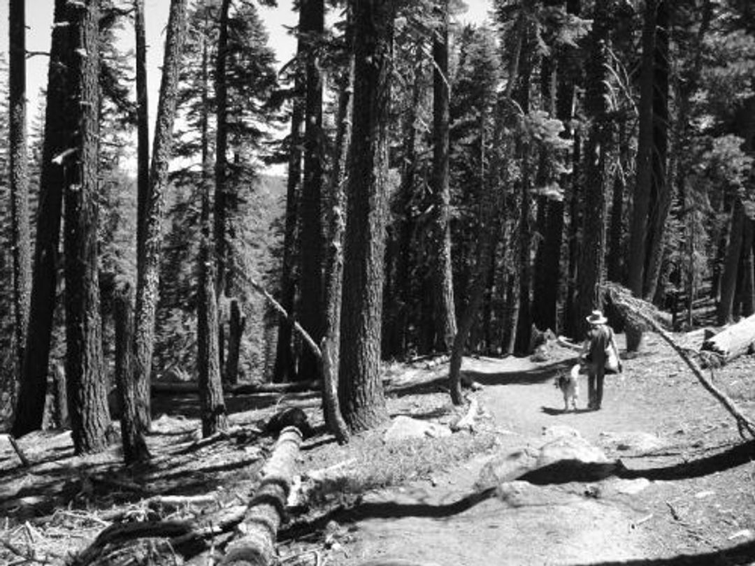 the trail to Cody Lake near Twin Bridges and Strawberry off Highway 50 in California (photo by Tova Jarvis)