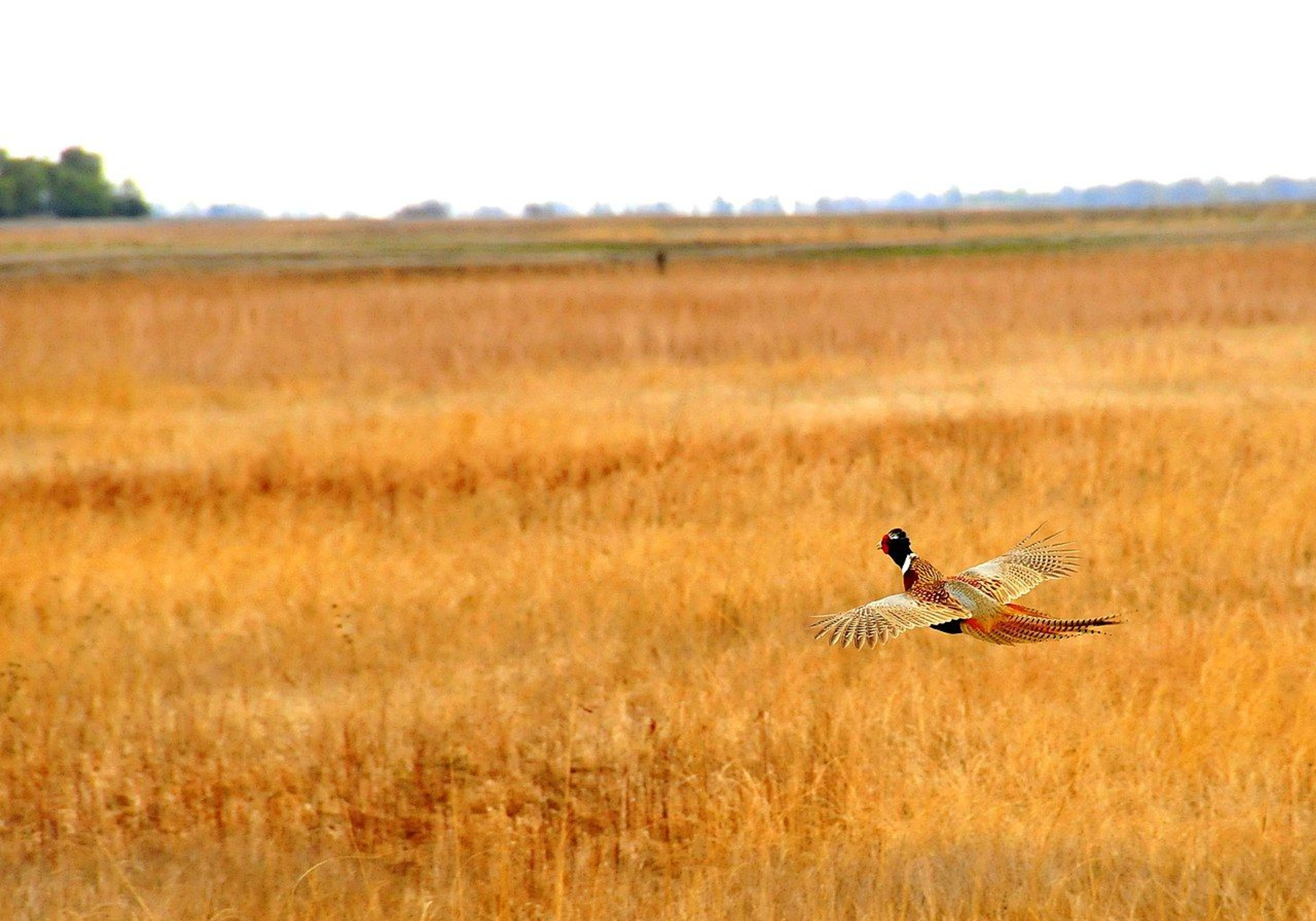 A rooster pheasant flushes and glides to heavier cover on Sand Lake NWR in South Dakota. Photo by USFWS.