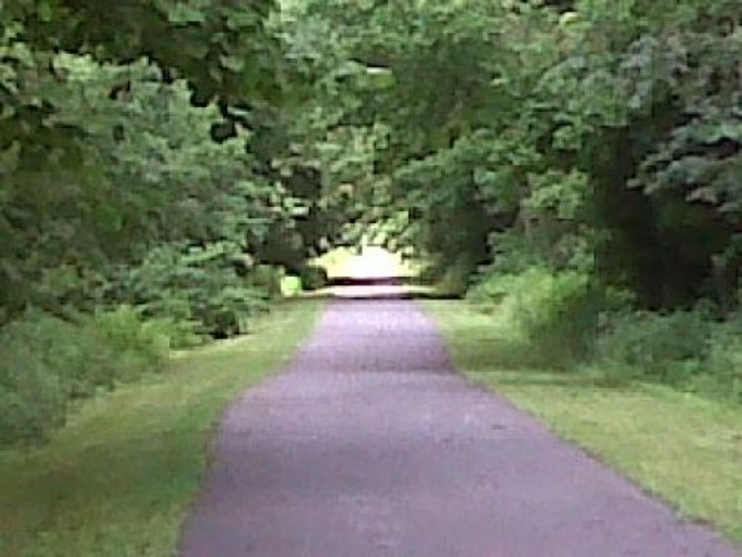 Trees along the Ralph S. Larue Trail