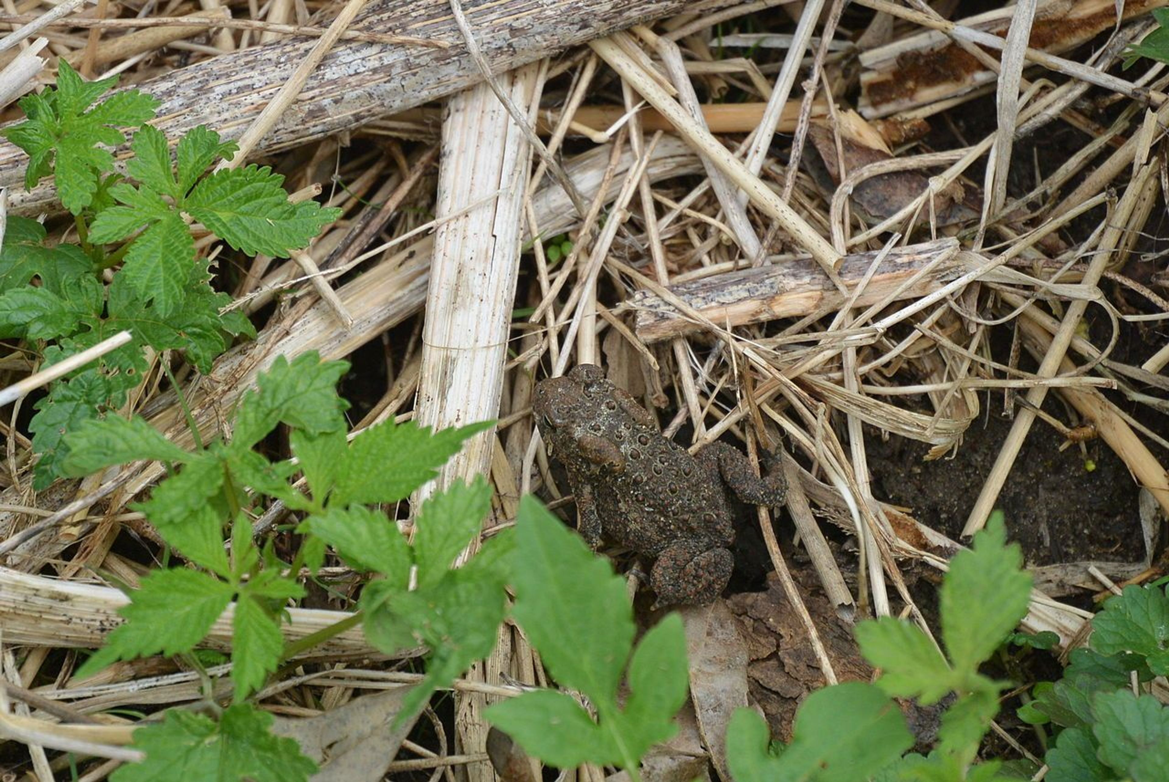 American toad at Indian Creek Nature Center. Photo by Thomas D. Fischer.