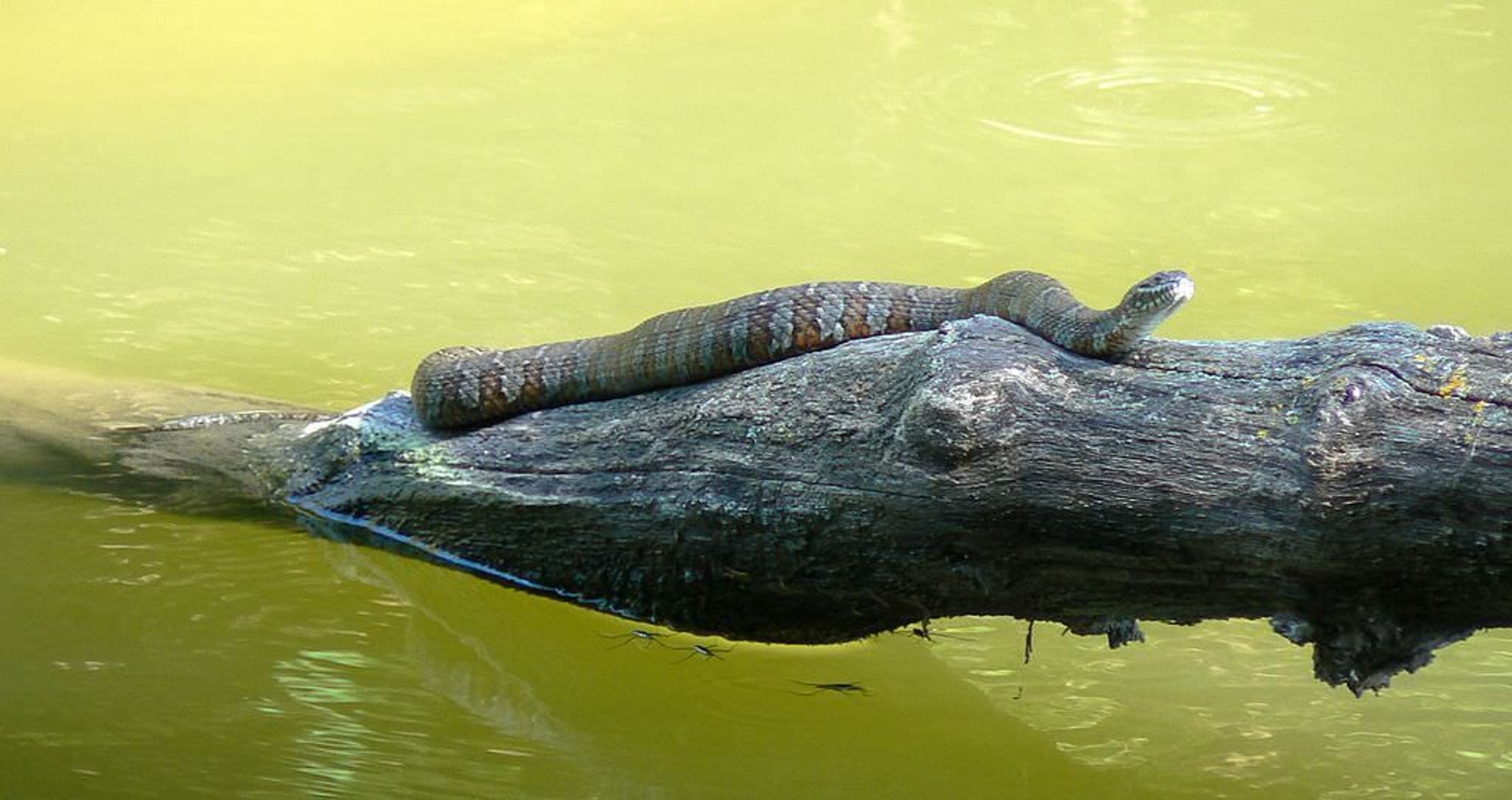 Northern water snake, Nerodia sipedon, taken at Schramm Park State Recreation Area in southeastern Nebraska. Photo by Mongo.