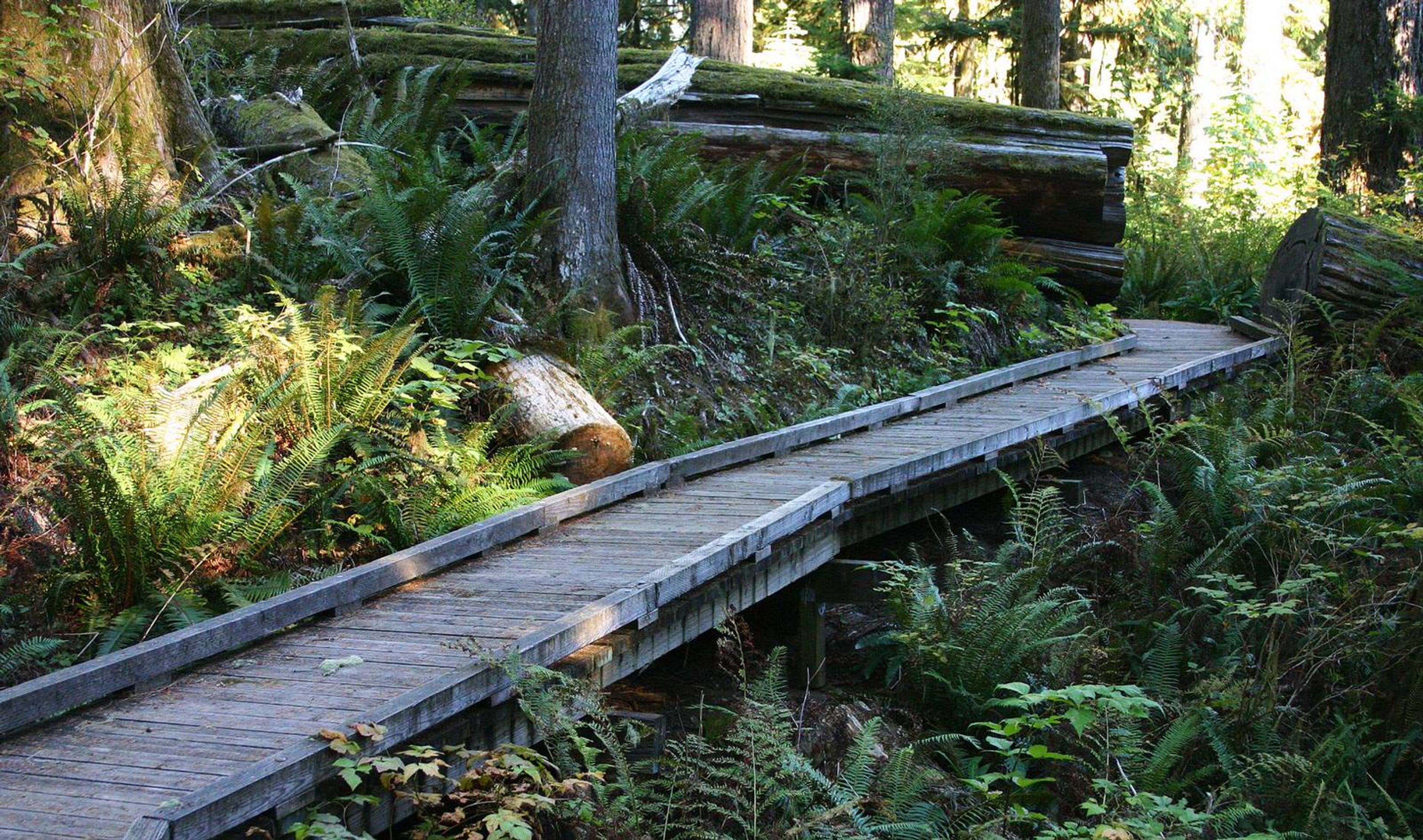 Accessible boardwalk on the Shadow of the Sentinels National Recreation Trail in Baker-Snoqualmie National Forest, WA. Photo by American Trails.