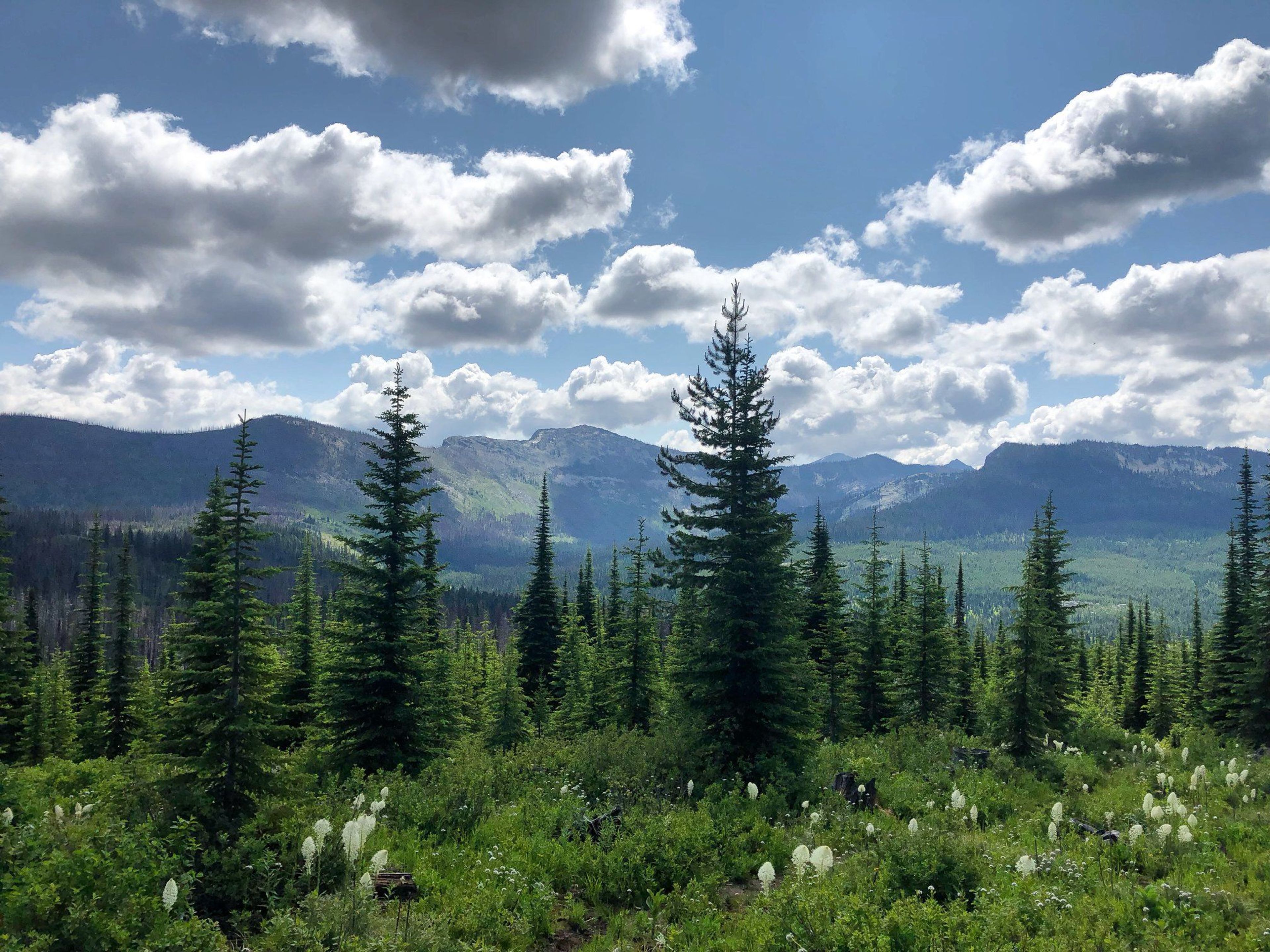 Skookum Butte Trail on the Missoula Ranger District. Photo by USFS- Missoula Ranger Dist.