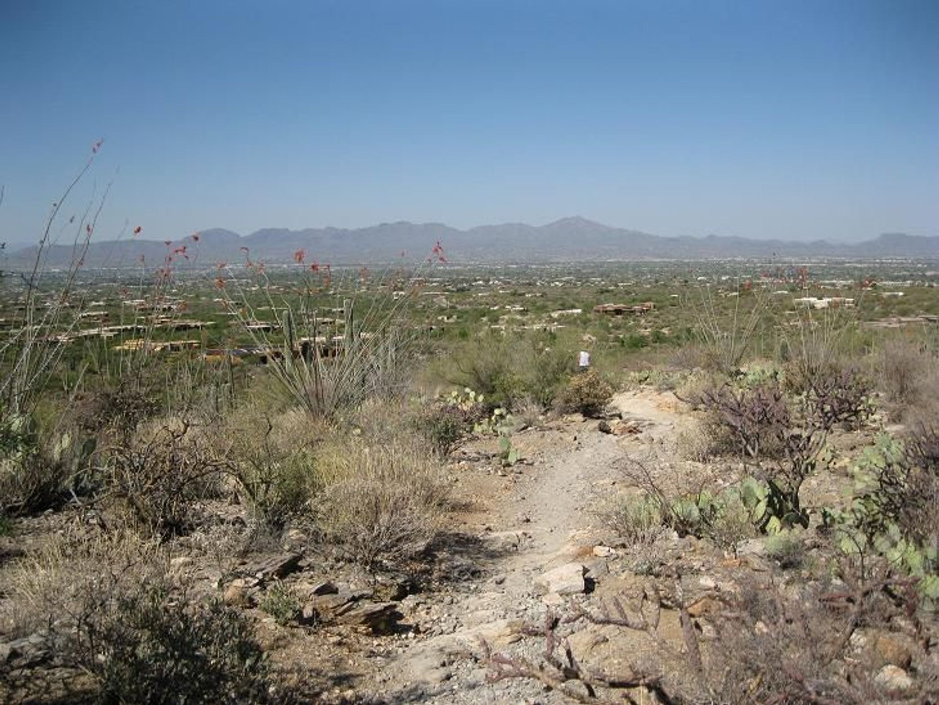 Tucson from the Pima Canyon Trail near the trailhead. Photo by Djmascheck.