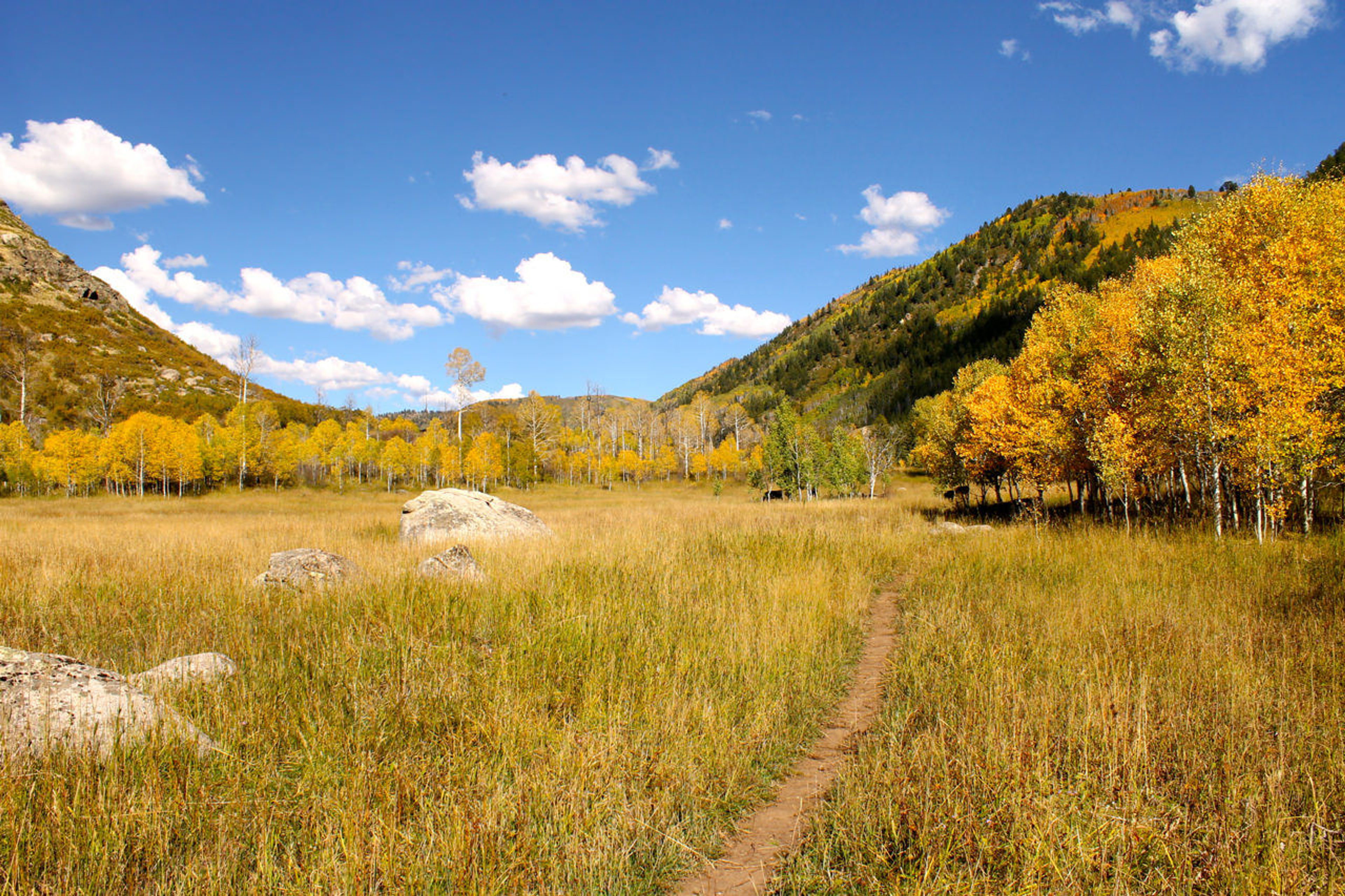 Pedaling old school singletrack near Steamboat Springs. Photo by Singletracks.com/Greg Heil.