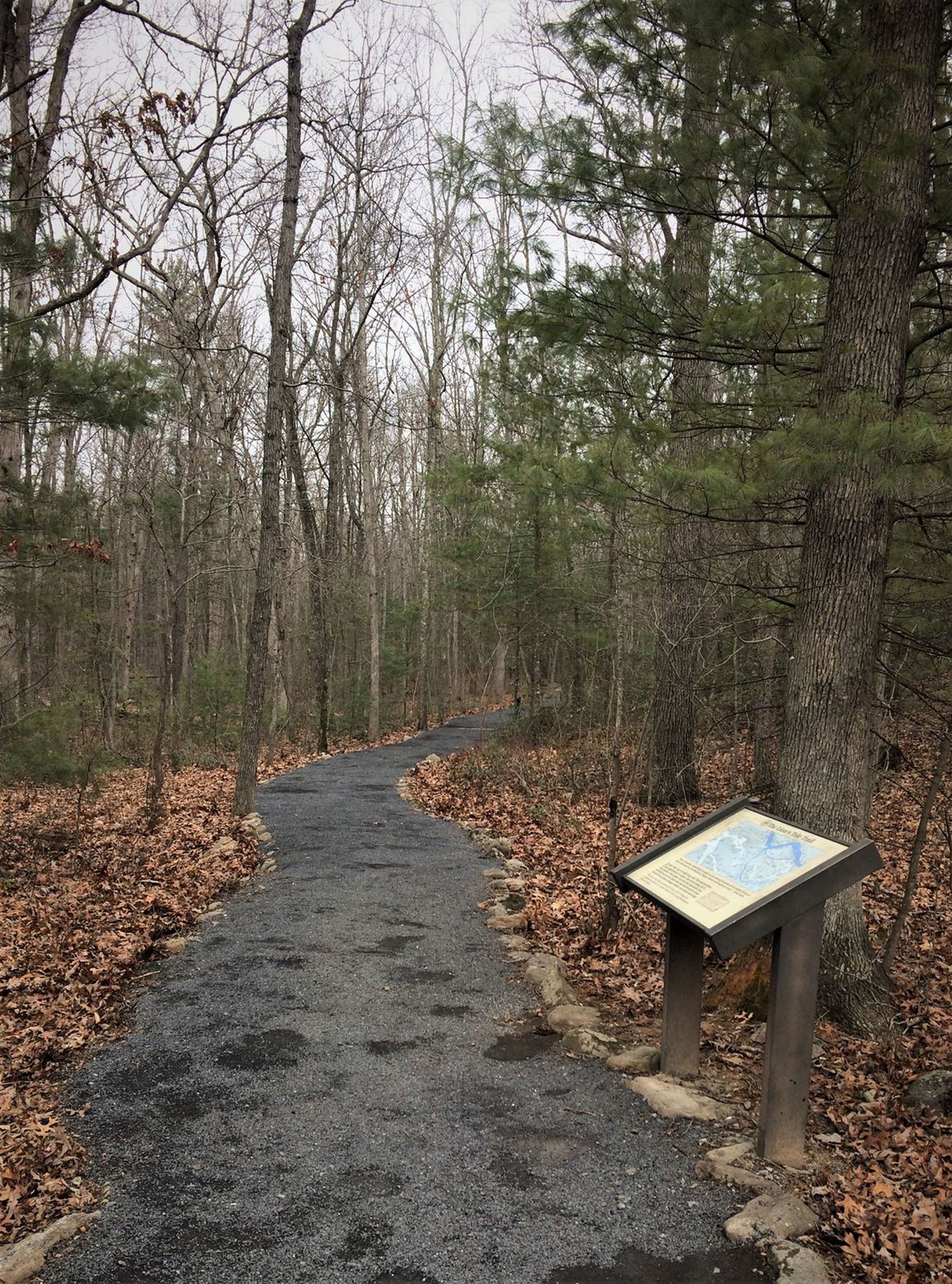 Accessible trail through forest. Photo by Lions Club: Basye-Bryce Mtn.