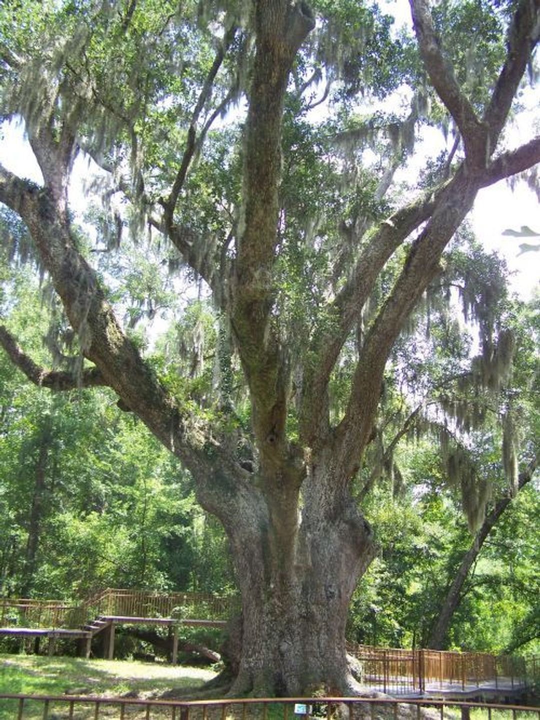 Beautiful Trees at Village Pointe Preserve Park Trail System