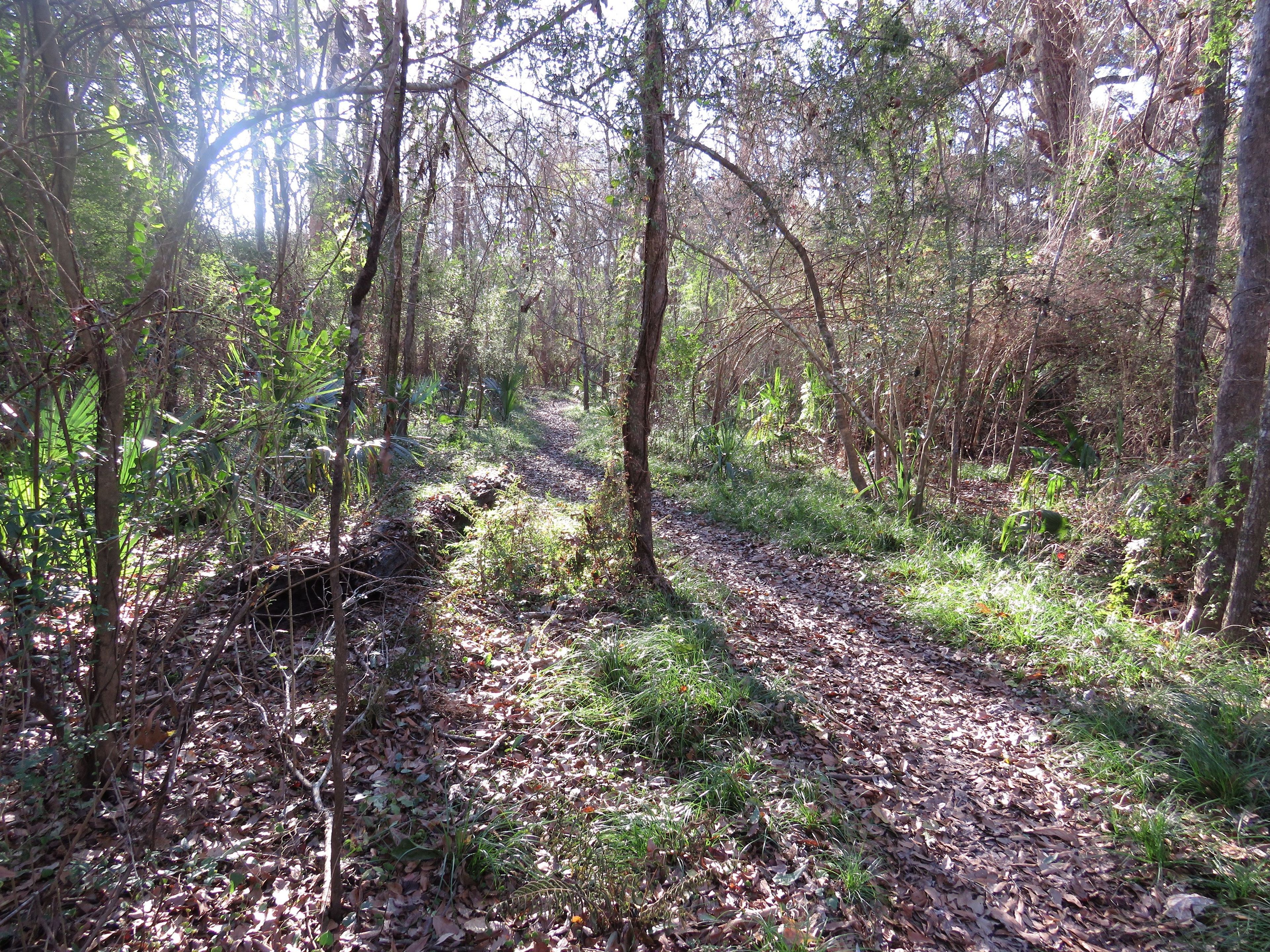 Entrance to Palmetto Loop Trail. Photo by Stephanie Mabou.