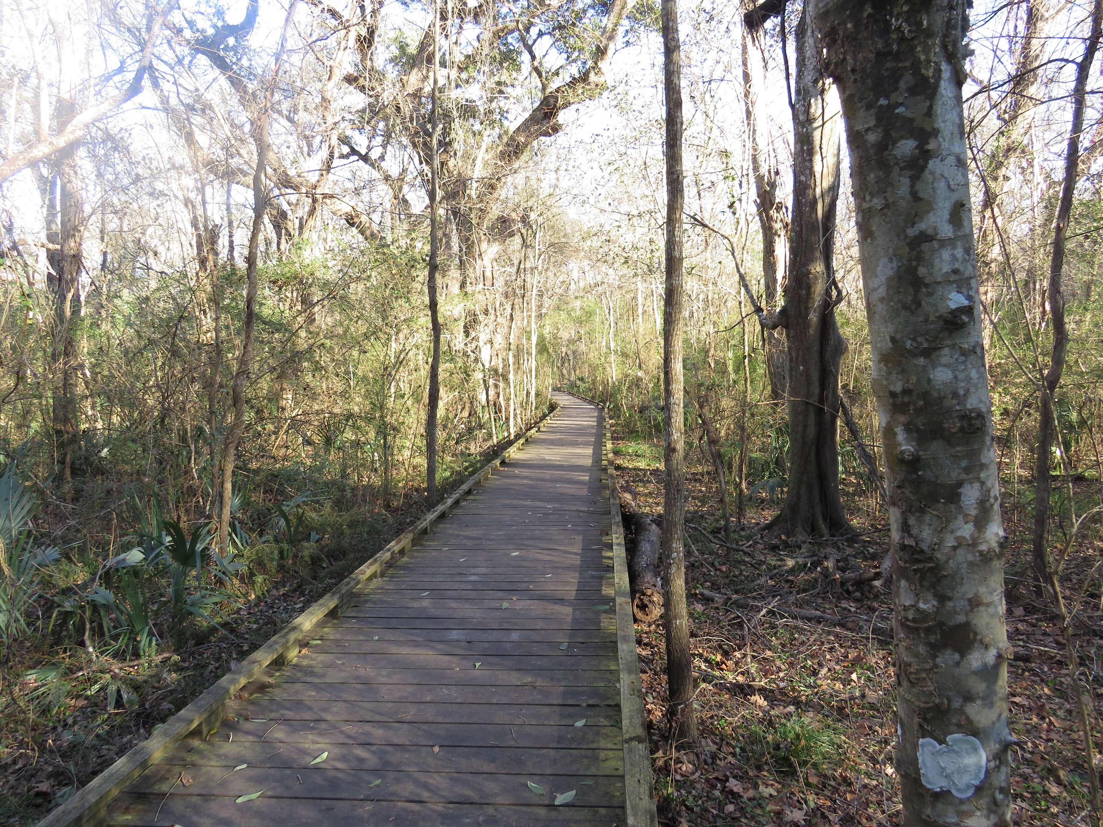 Bob Cat Path. Photo by Stephanie Mabou.