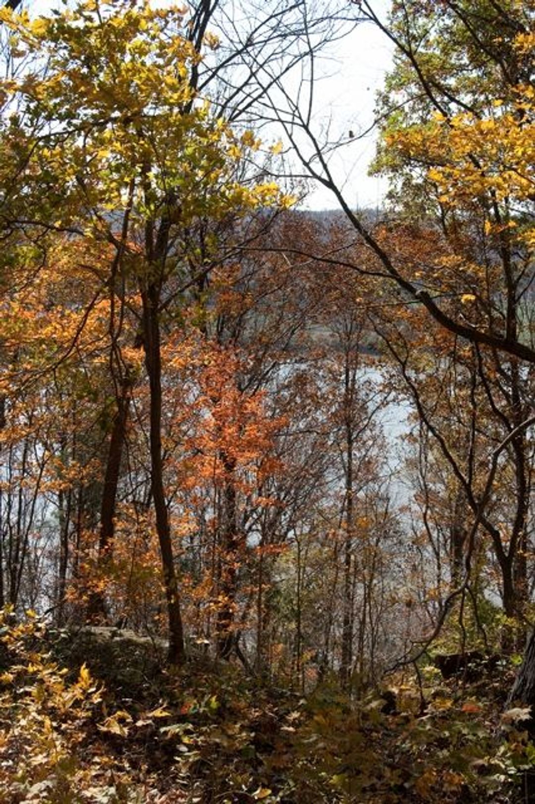 View of the Ohio River through trees on the Adventure Hiking Trail. Photo by Pete Banta.