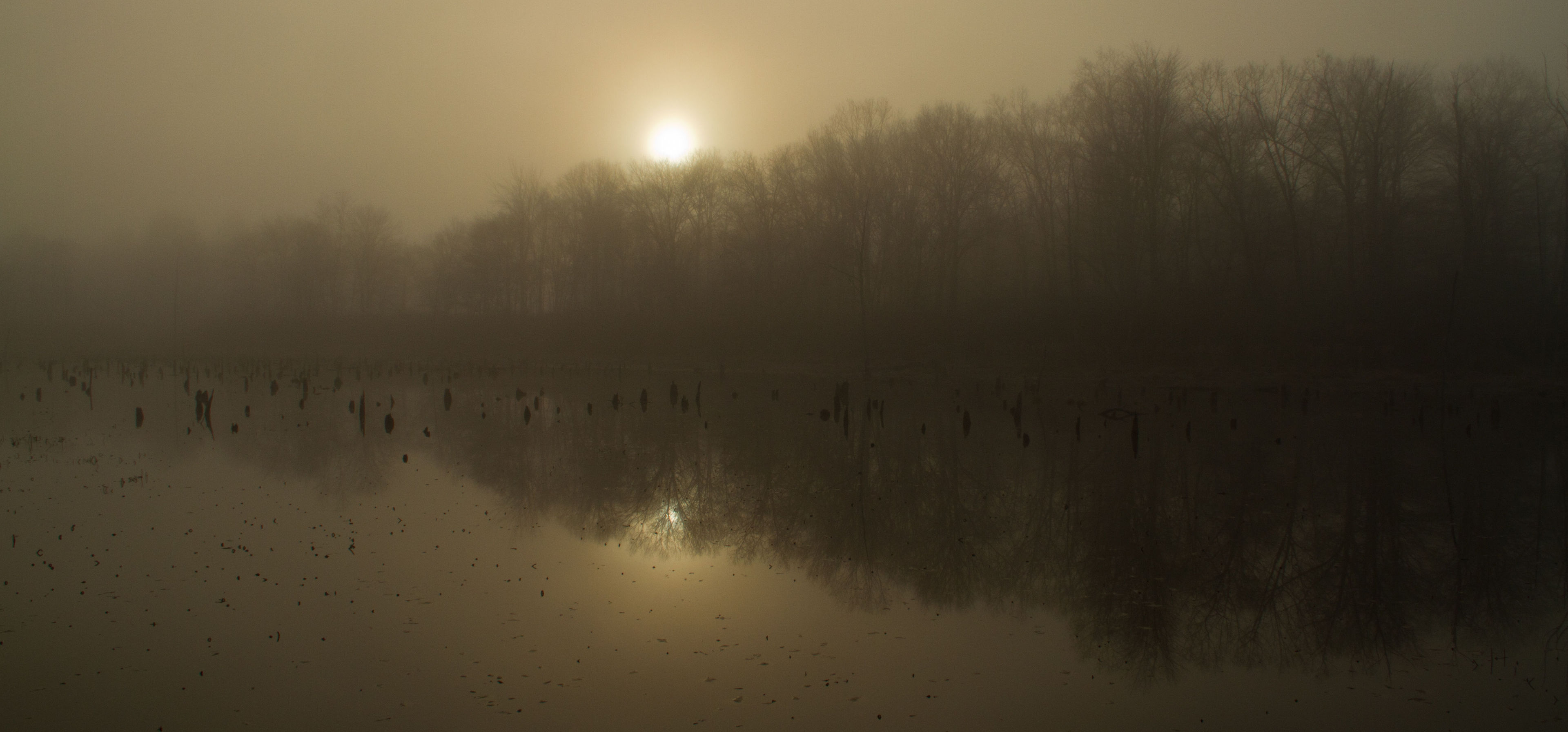 Cold fog over the marsh. Photo by Stan Malcolm.