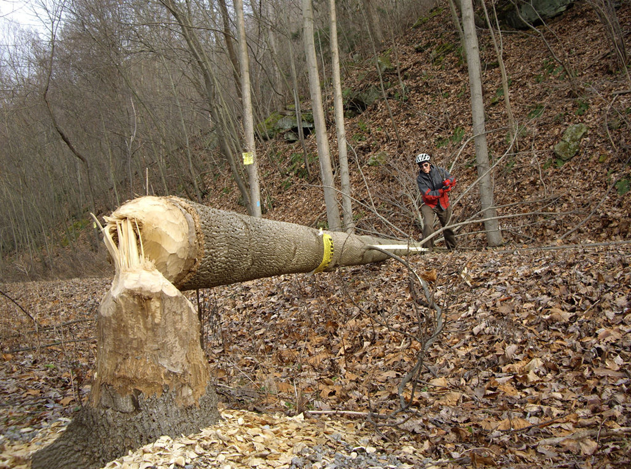 Beaver tree fall. Photo by Mary Shaw.