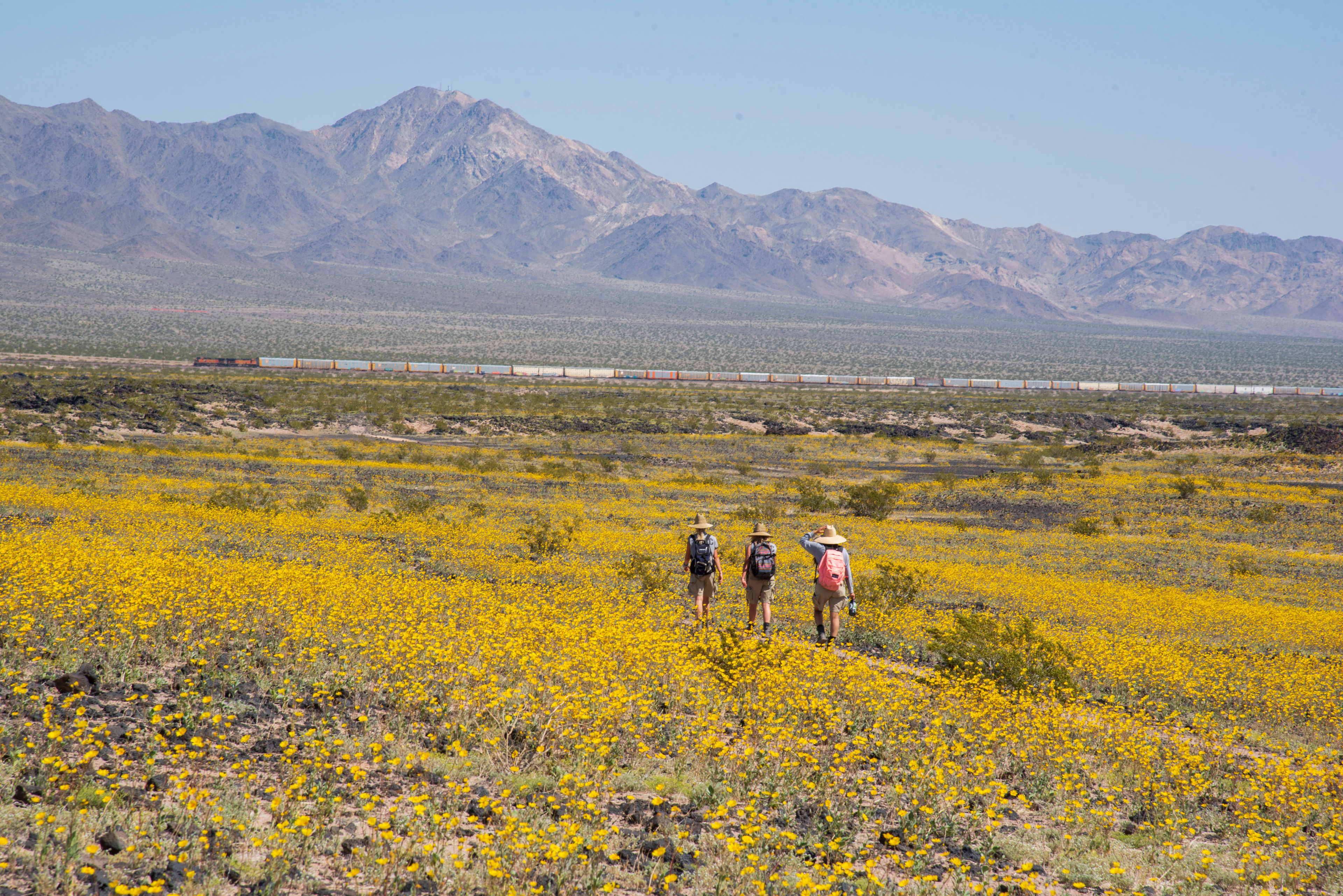 Photo by Kyle Sullivan, BLM. Amboy hosts incredible wildflower displays in the spring.