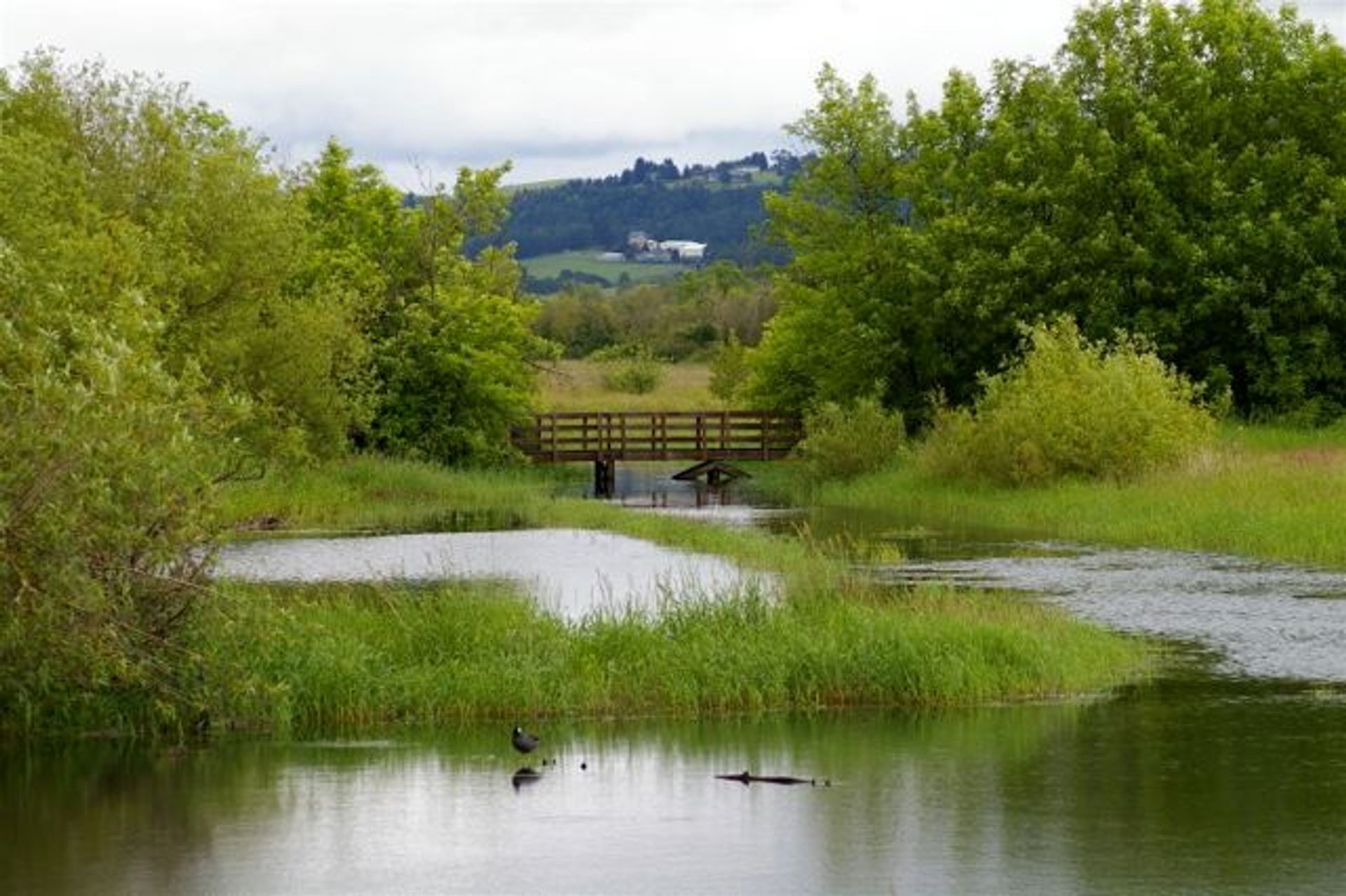 View over Kingfisher Marsh from the boardwalk. Courtesy of Trailkeepers of Oregon. Photo by John Sparks.