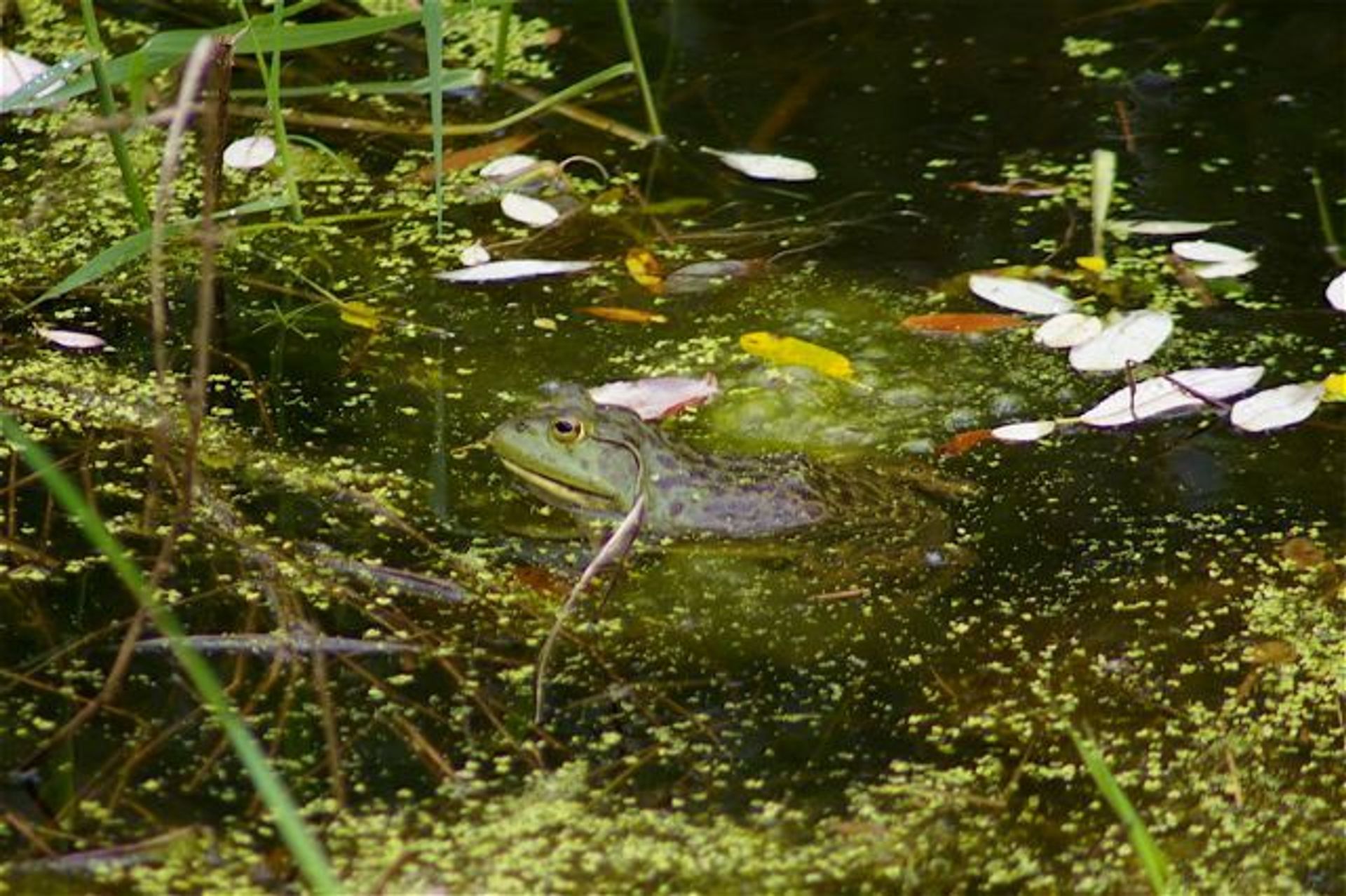 Bullfrog along rail-trail. Courtesy of Trailkeepers of Oregon. Photo by John Sparks.