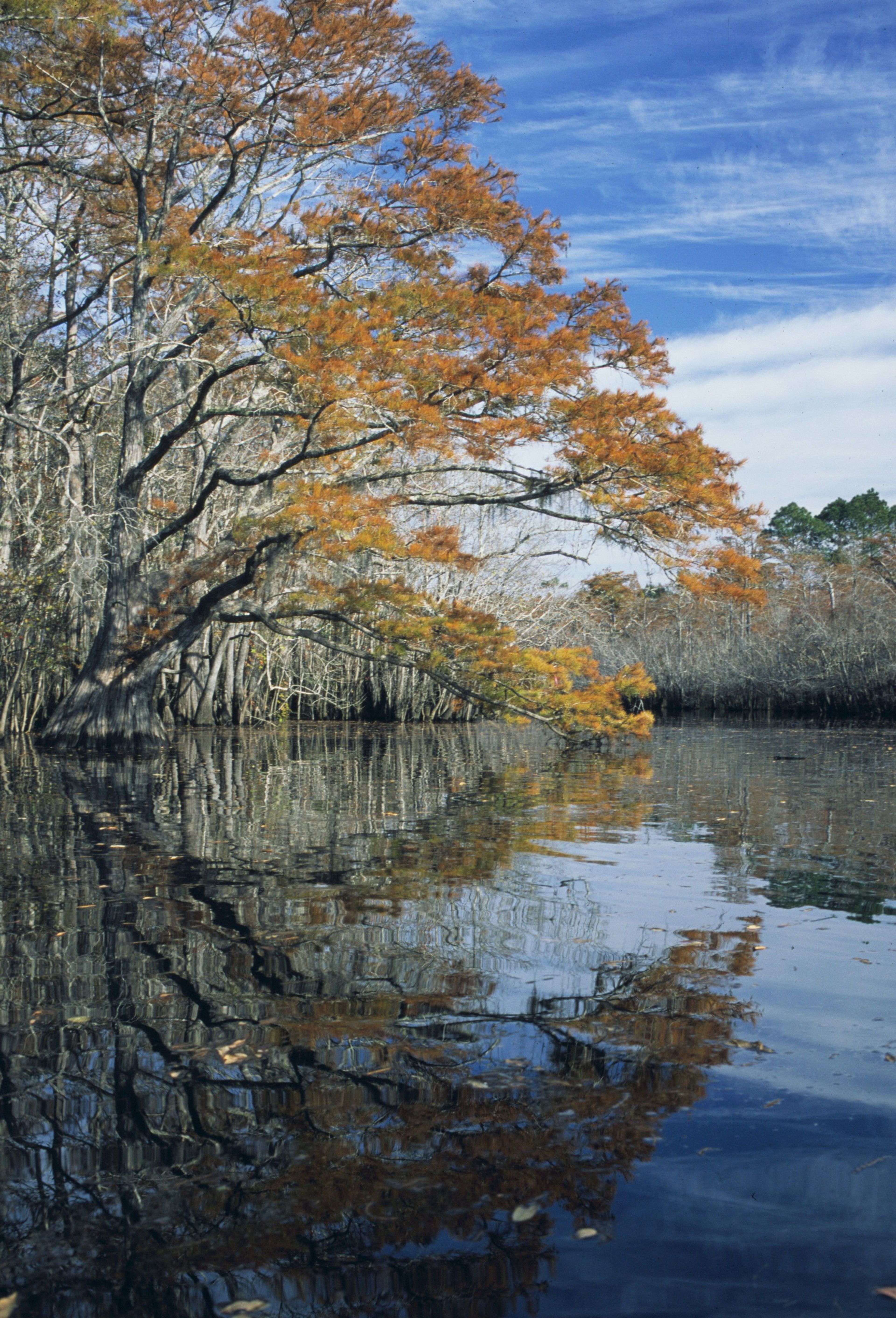 Fall Cypress along Whiskey George.