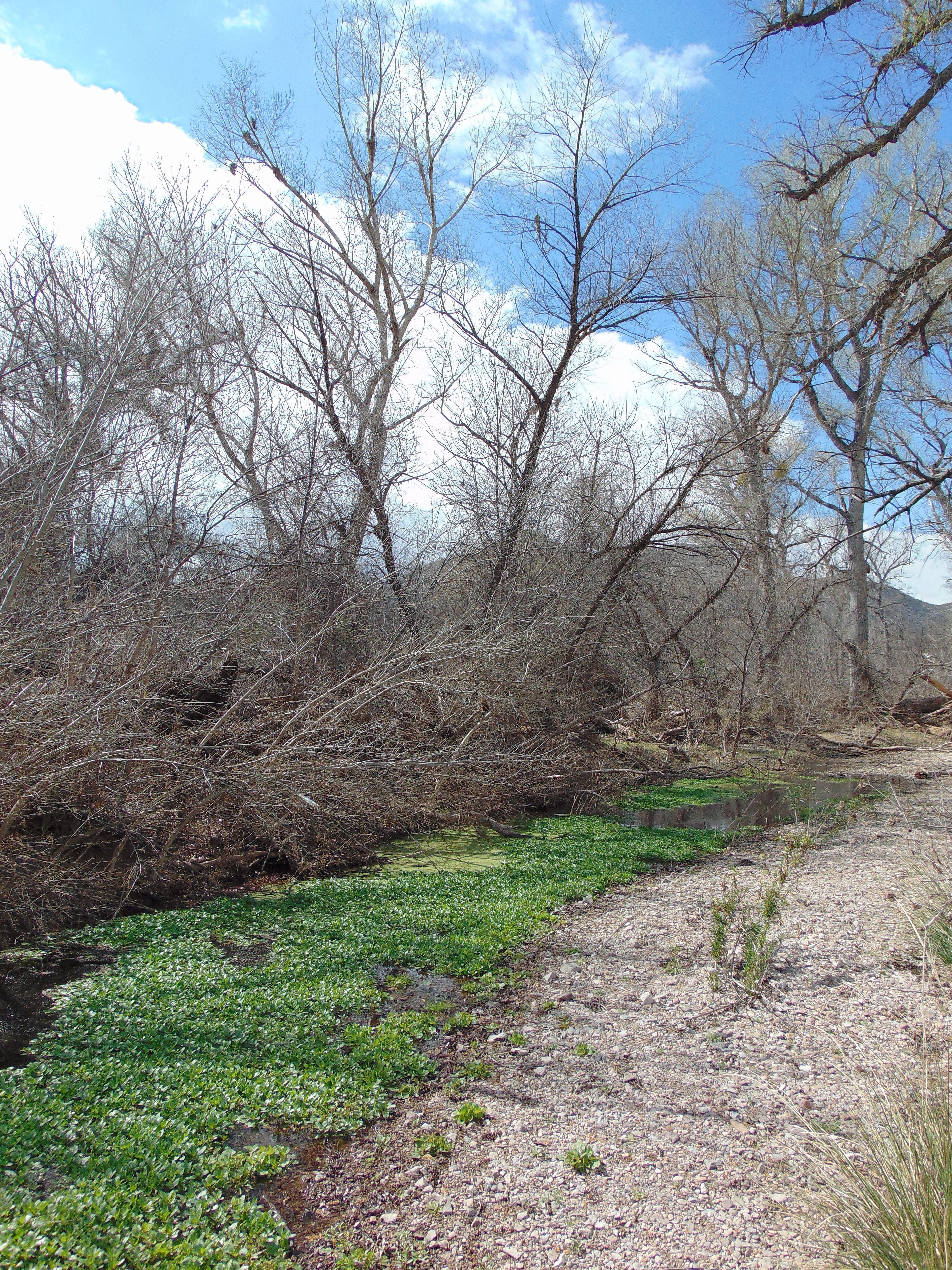 Arivaca Creek, overgrown with water weeds, near the ruins of the Wilbur Ranch. Photo by The Old Pueblo wiki.