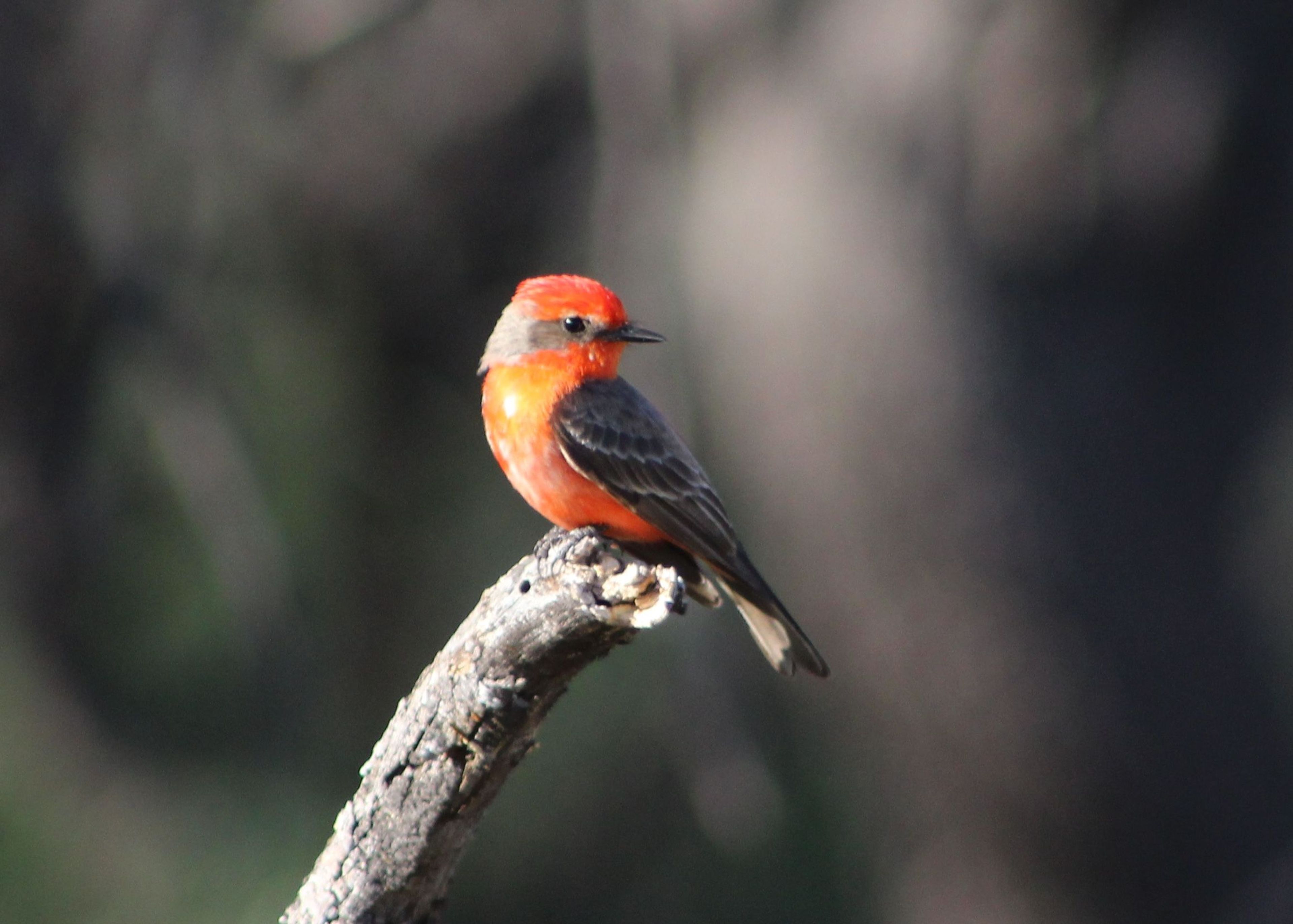 Vermilion Flycatcher. Photo by Timothy Wilcox.