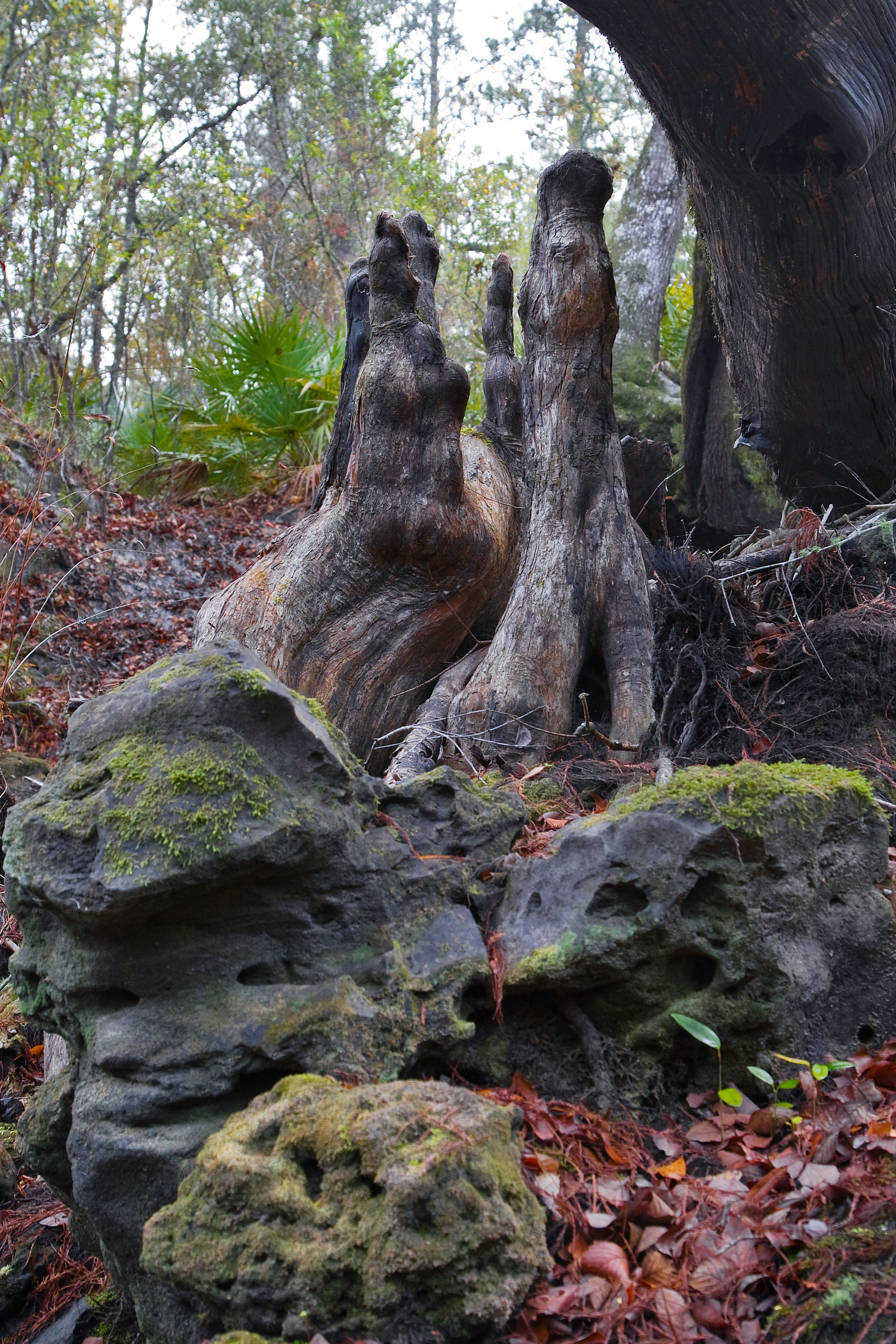 Mysterious shapes Aucilla River