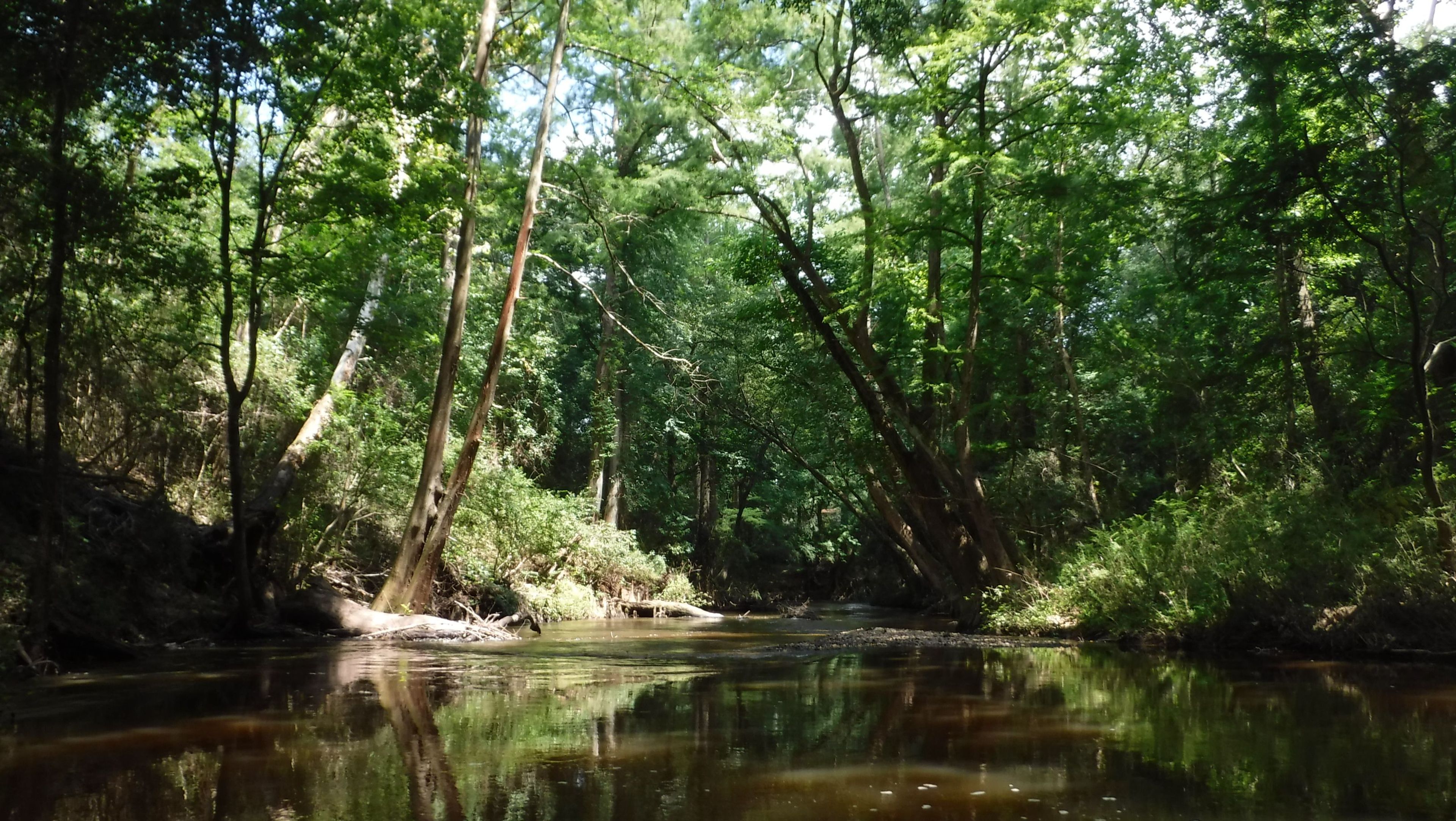 Autauga Creek. Photo by Sheila DeRamus Wood.