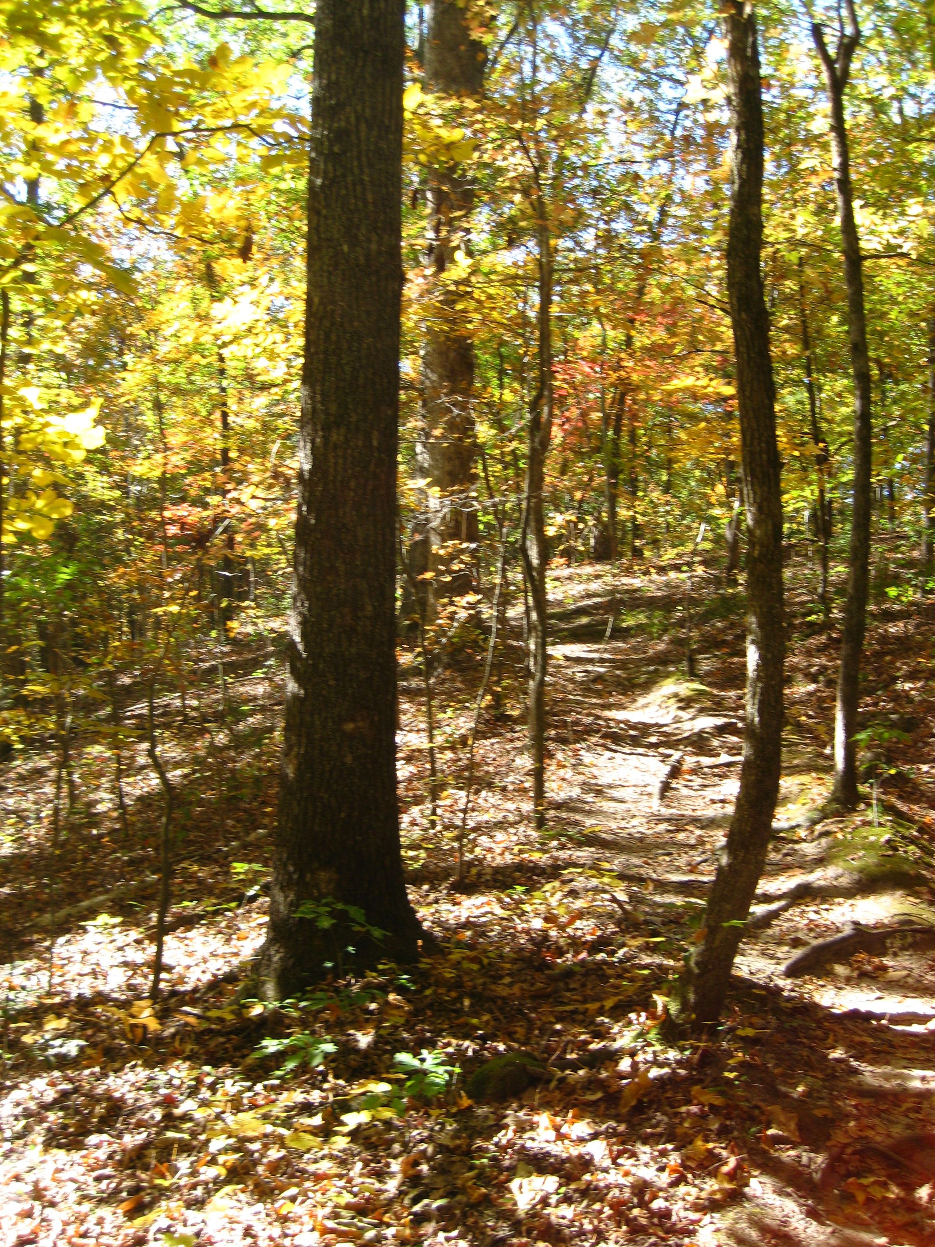 Bailey's Woods Trail in the Fall.