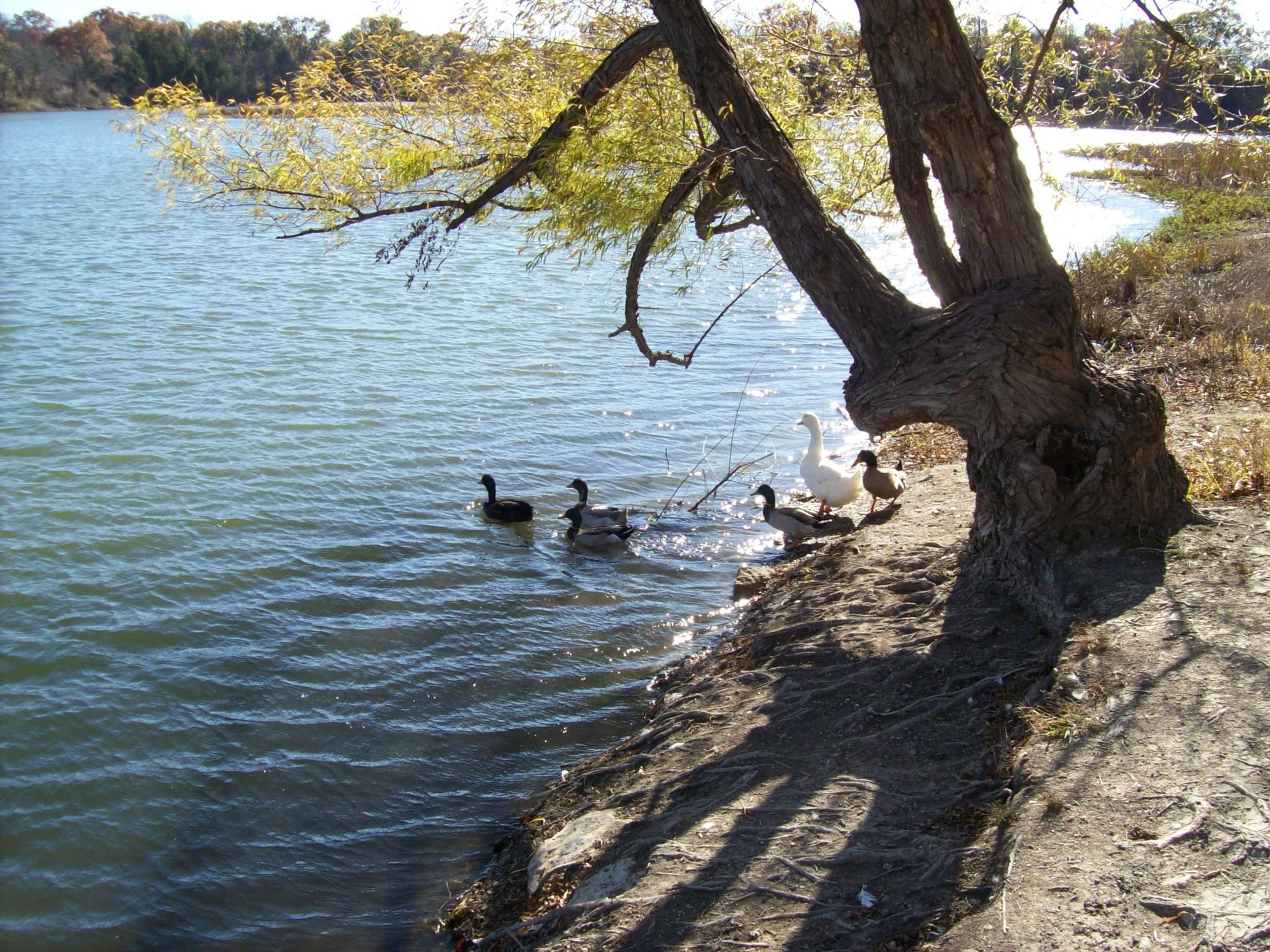 Lakeside visitors. Photo by Sherman Parks and Recreation.