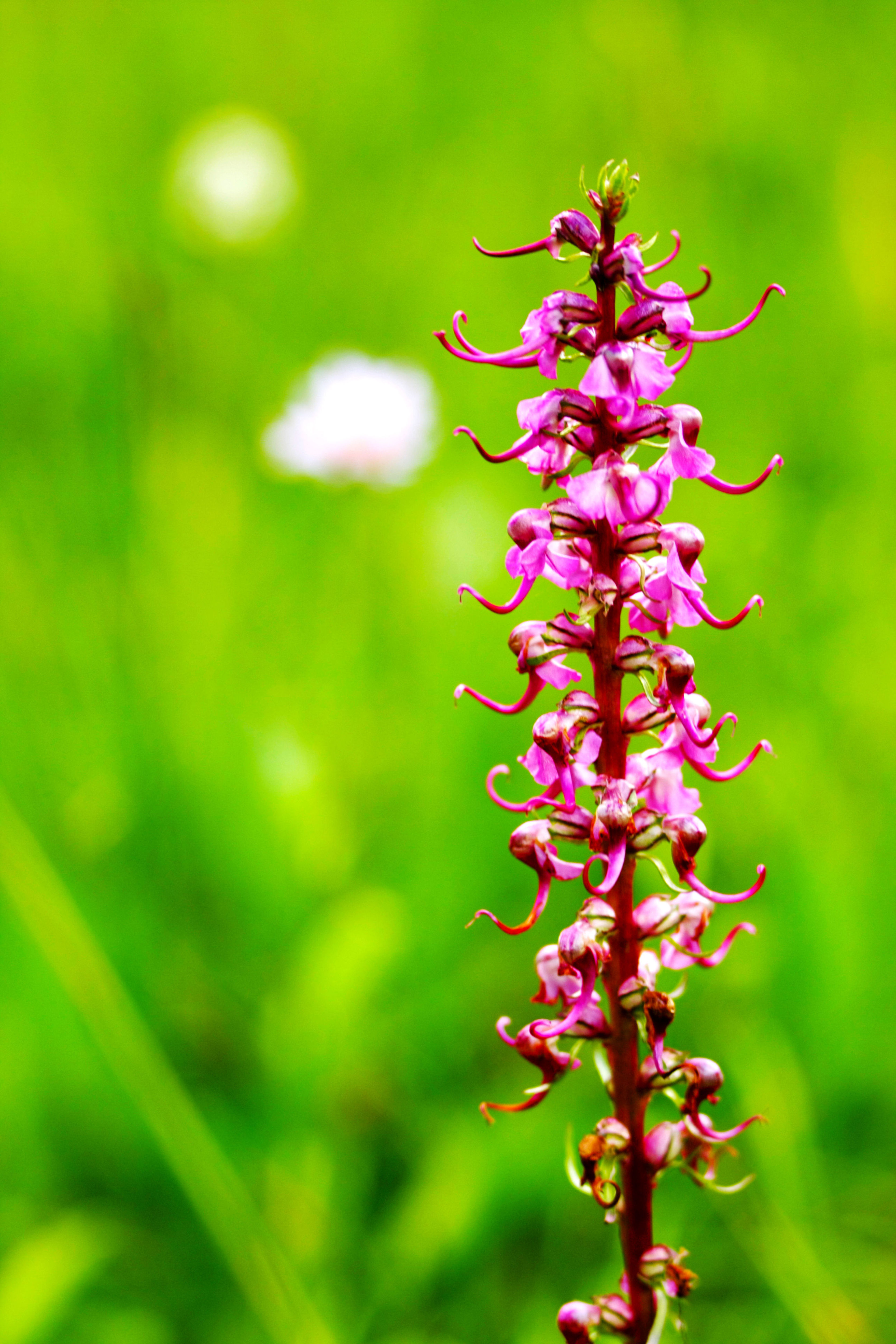 Flora near trailhead. Photo by Sherrae Phelps.