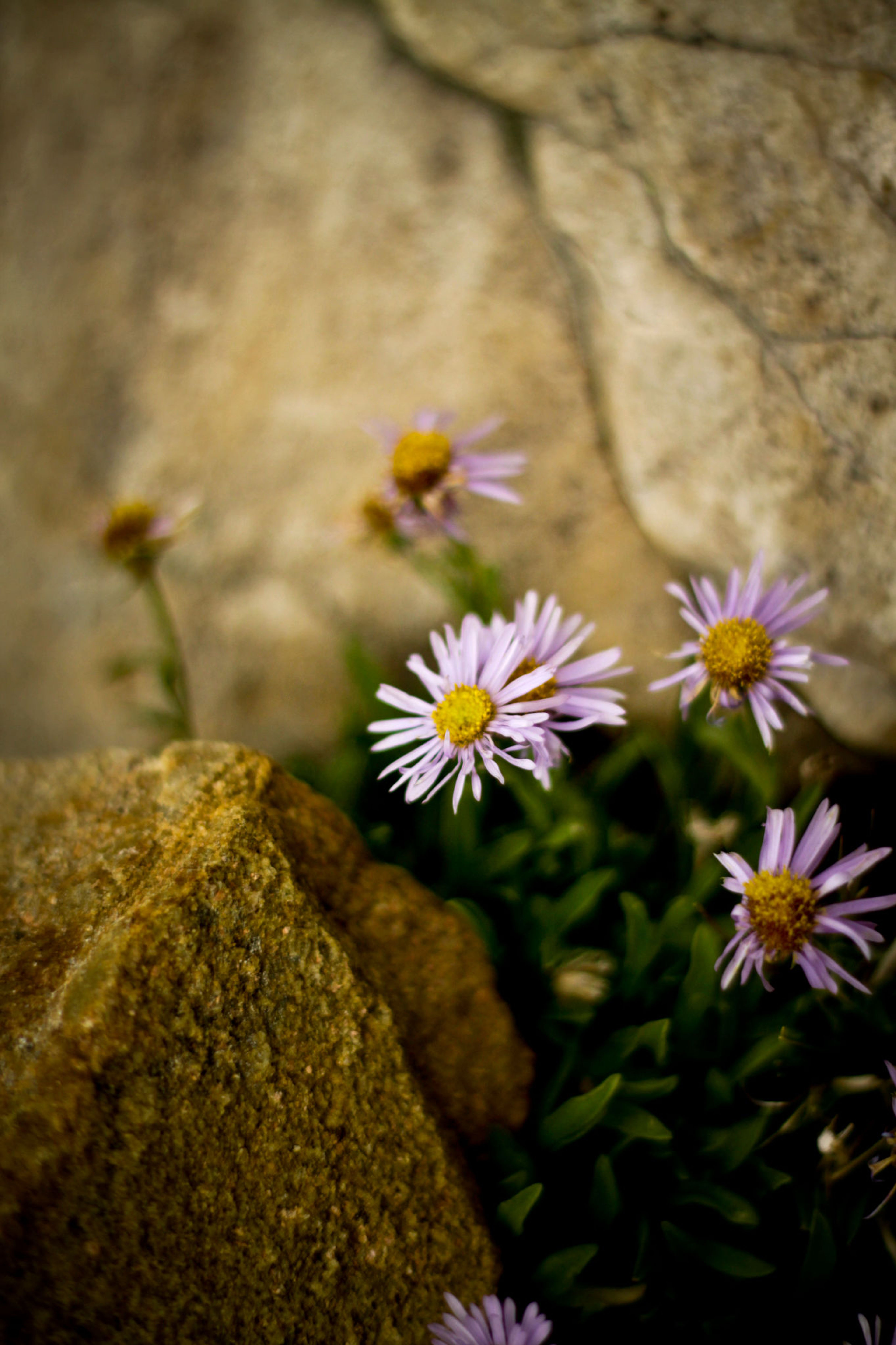 A glimpse of small and simple beauty along the hike. Photo by Allen Phelps.