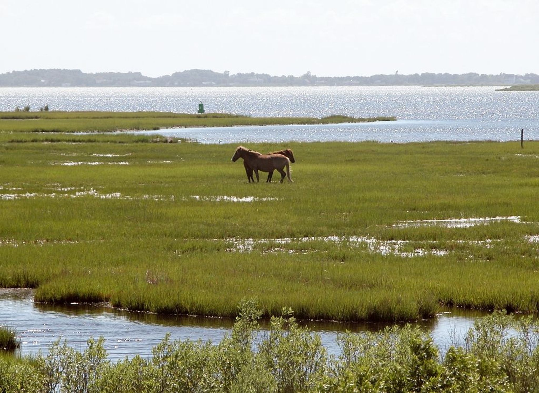 Wild Horses on Assateague Island. Photo by wiki Fritz Geller-Grimm.