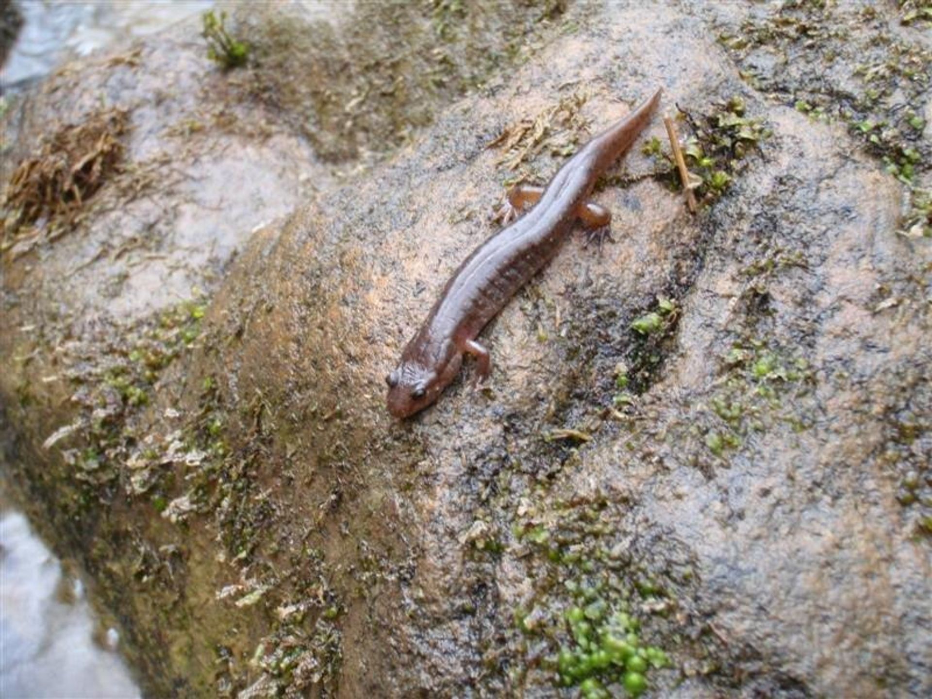 Salamander along Laurel Run. Photo by Western Penn. Conservancy.