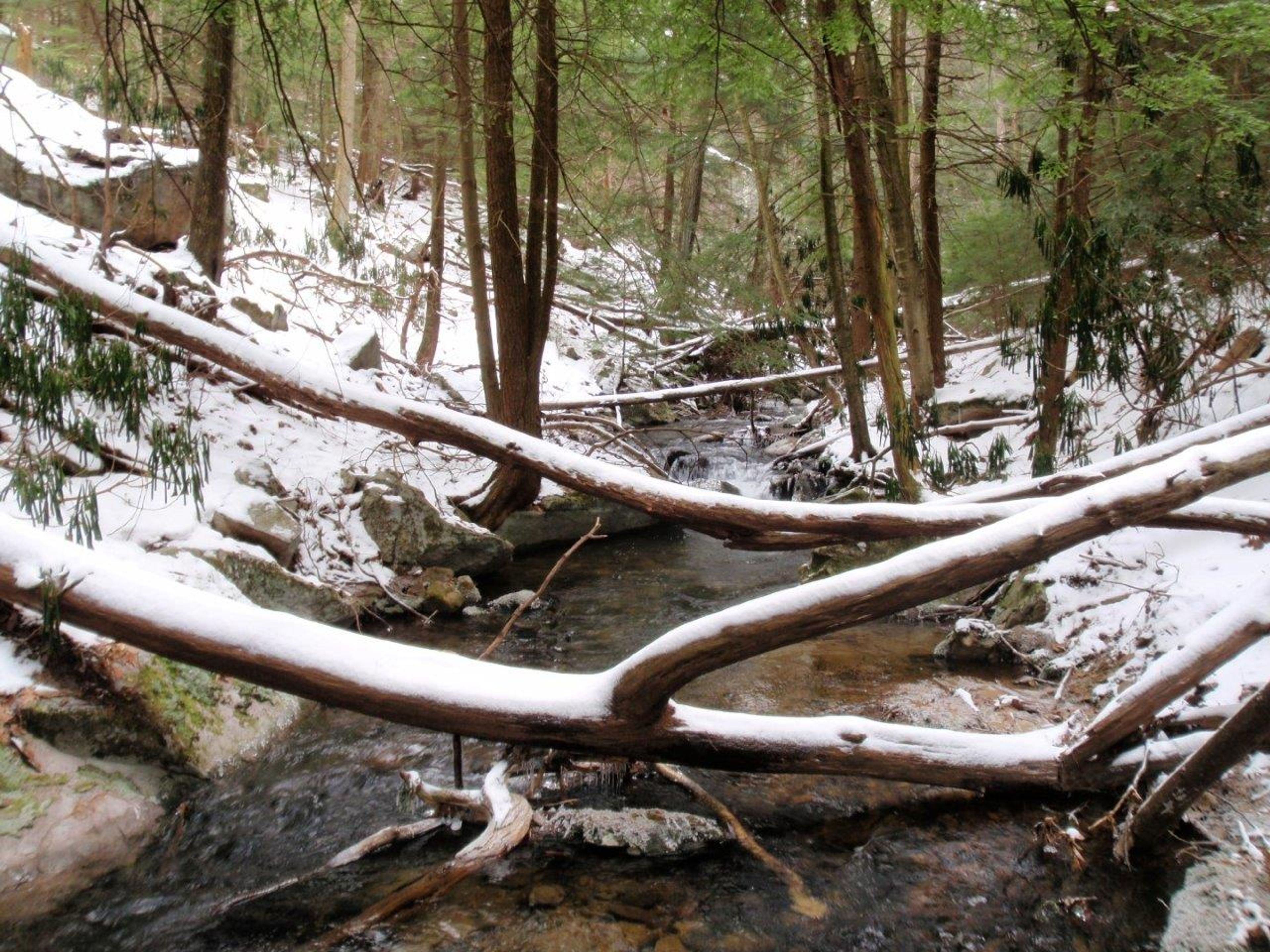 Bear Run along Hemlock Trail. Photo by Western Penn. Conservancy.