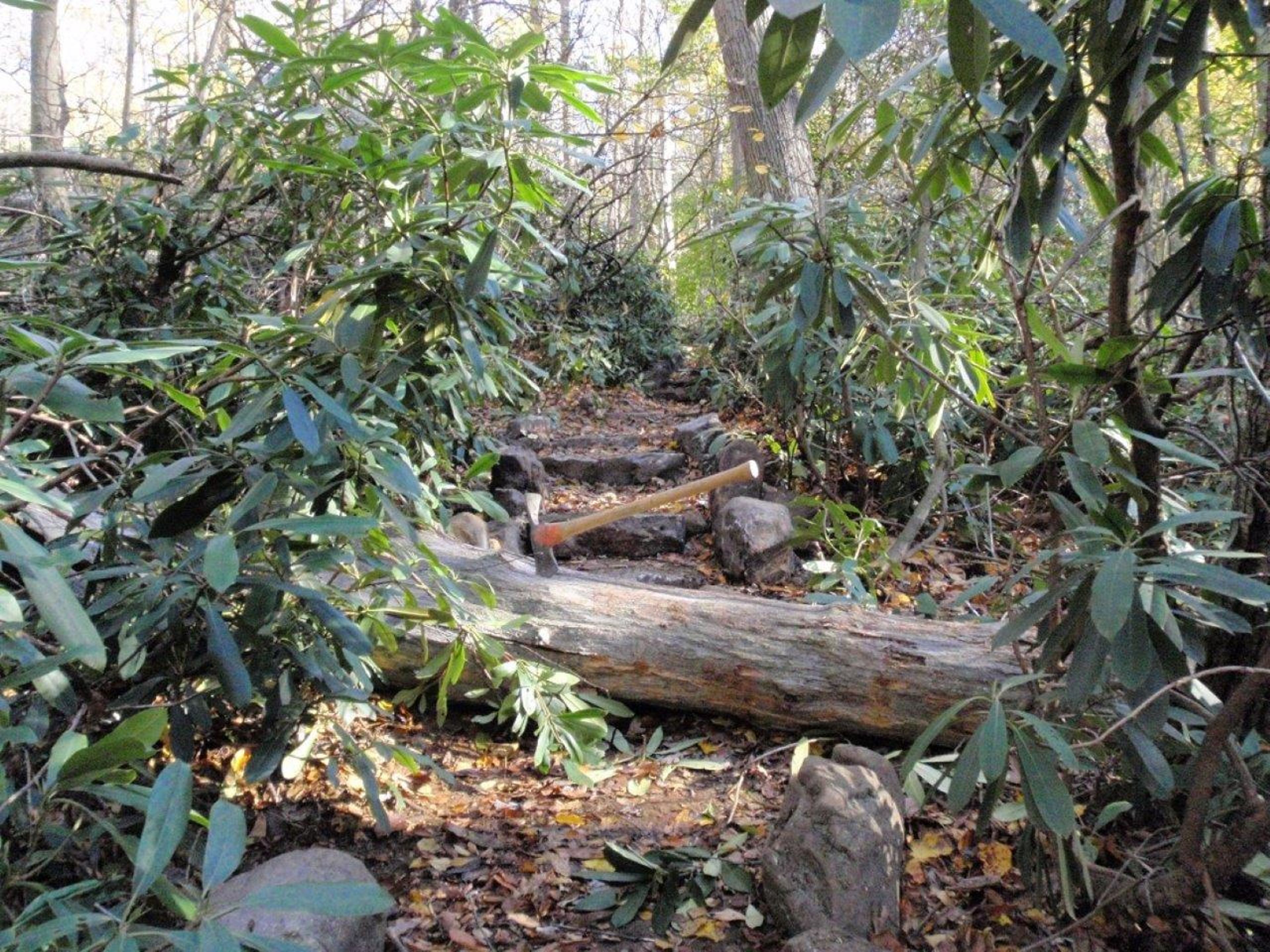 Steps and trees. Photo by Western Penn. Conservancy.