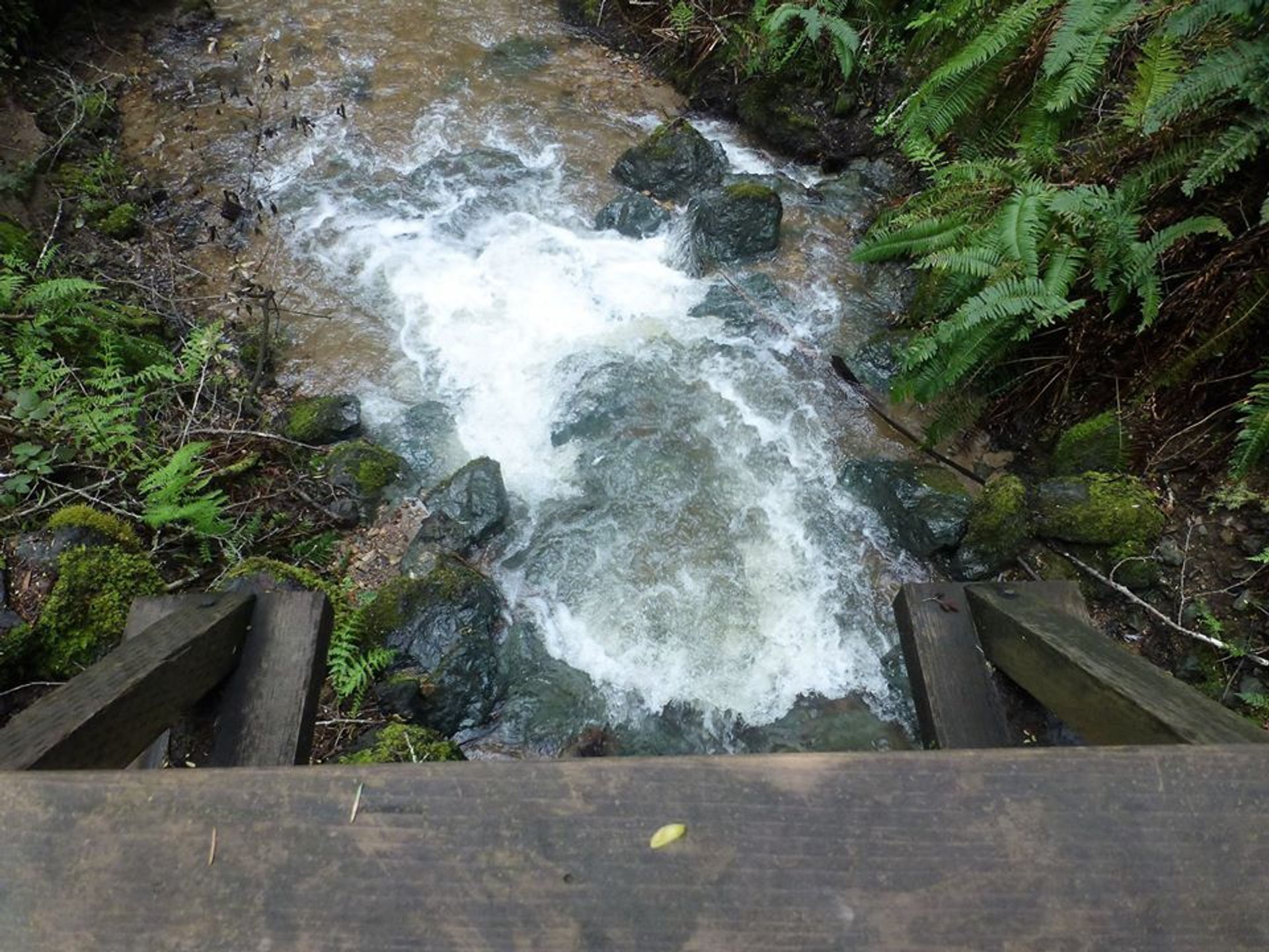 Creek running along Bear Valley Trail. Photo by North Bay Christian Hikers.