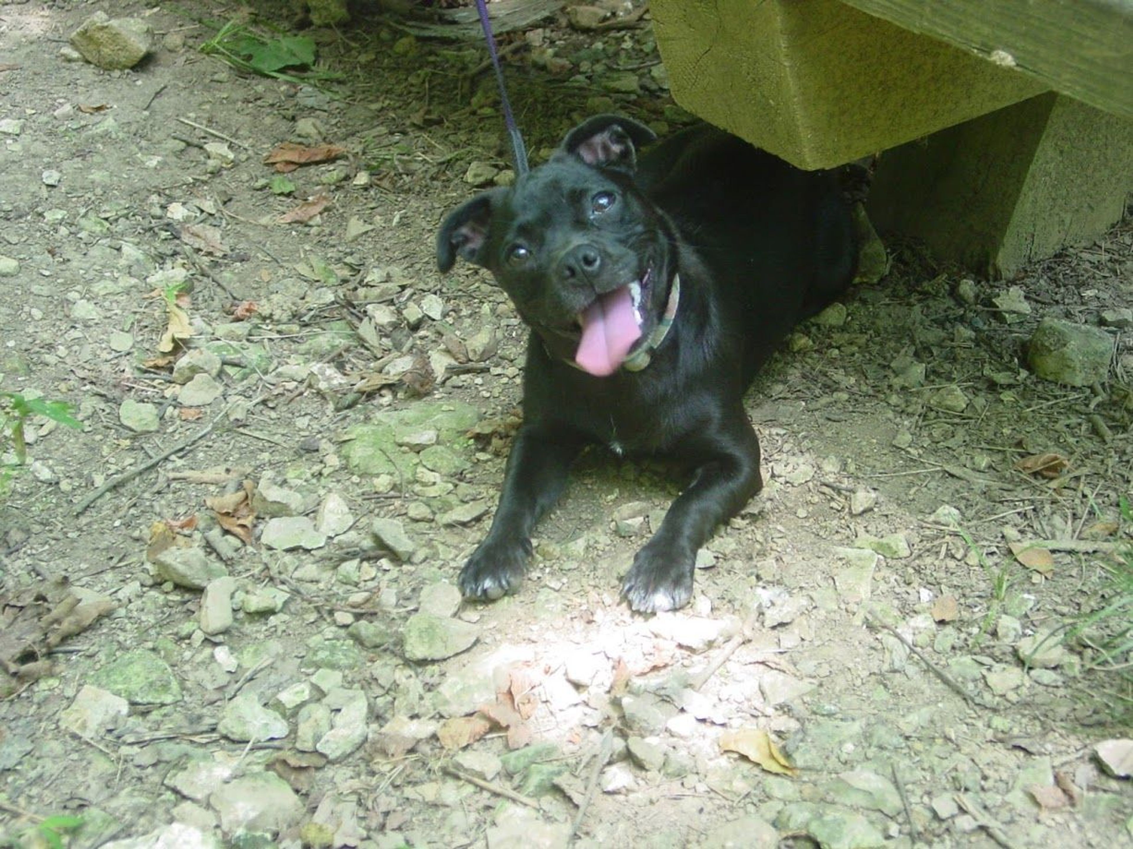 Pup enjoying a hike. Photo by Kelly Stewart.