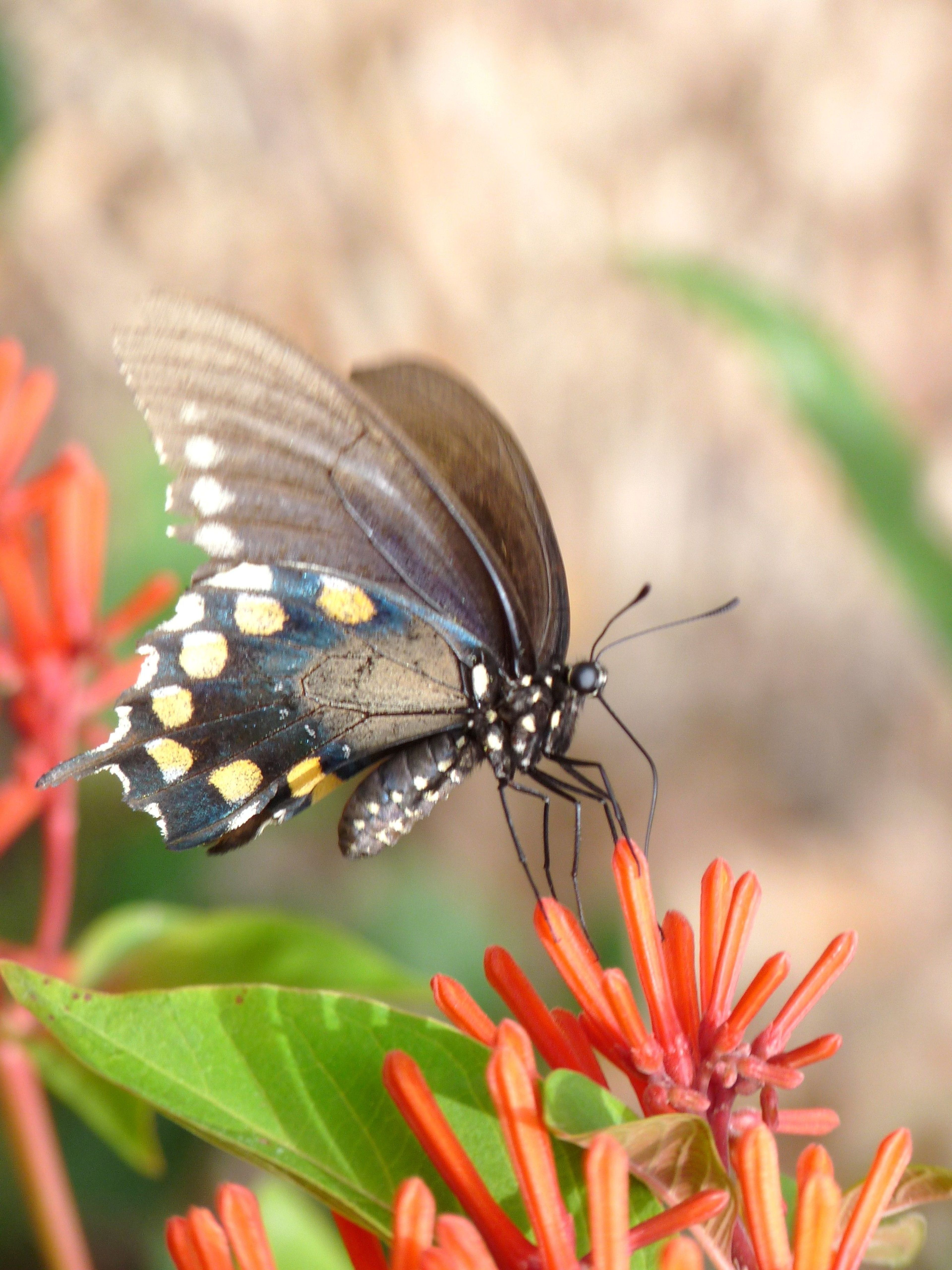 Giant Swallowtail Butterfly feeding on orange trumpet flowers. Photo by Mikaela May.